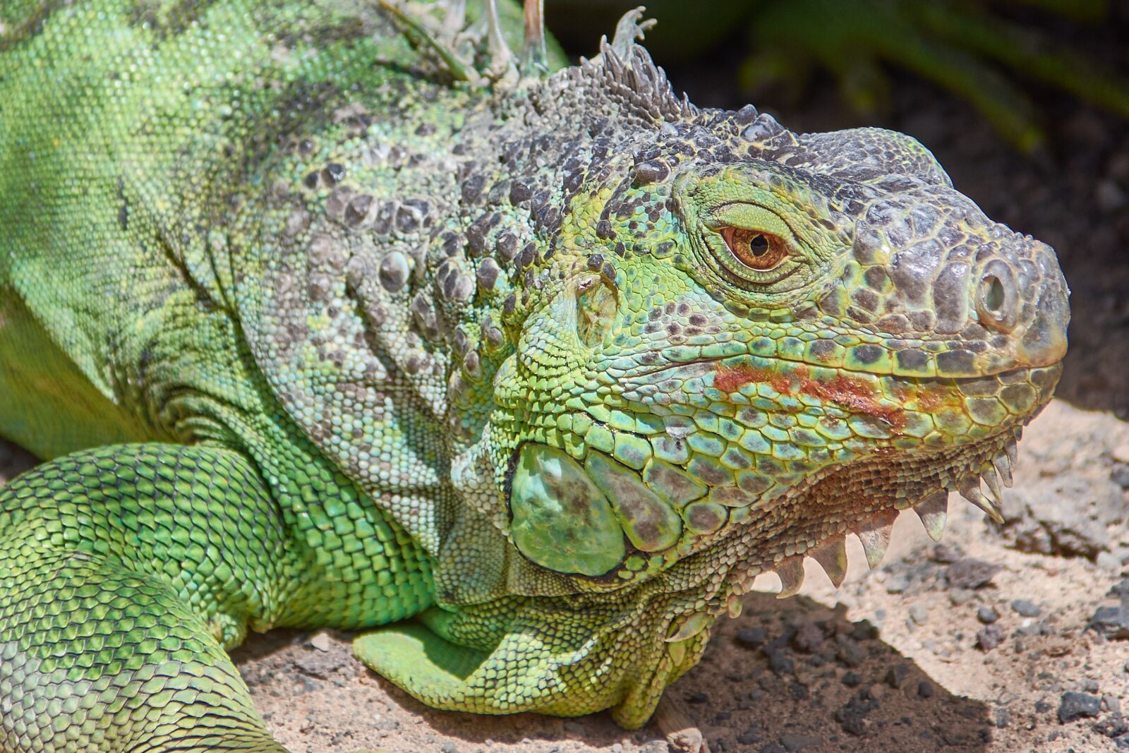 Nikon D7200 sample photo. Iguana, green, lizard photography
