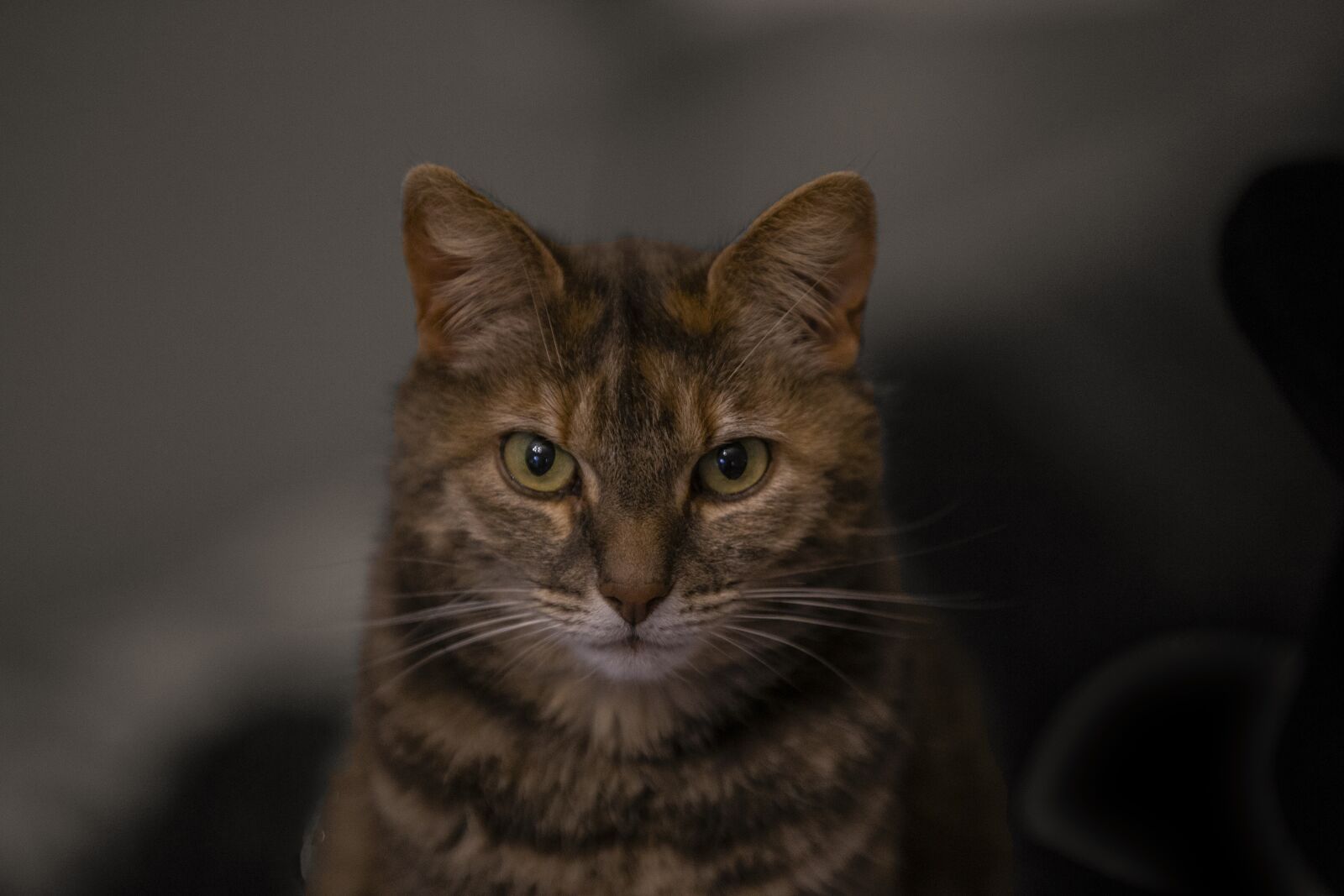 Canon EF 70-200mm F2.8L IS II USM sample photo. Sweet cat, animal, kitten photography