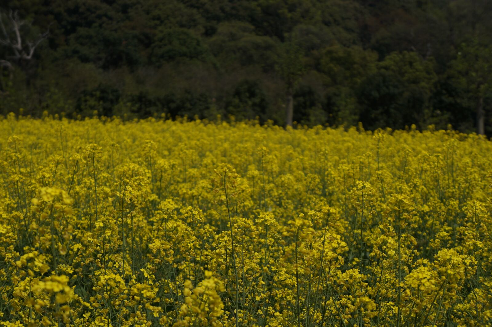 Sony Alpha a3000 + Sony E 18-55mm F3.5-5.6 OSS sample photo. Home, ye tian, rape photography