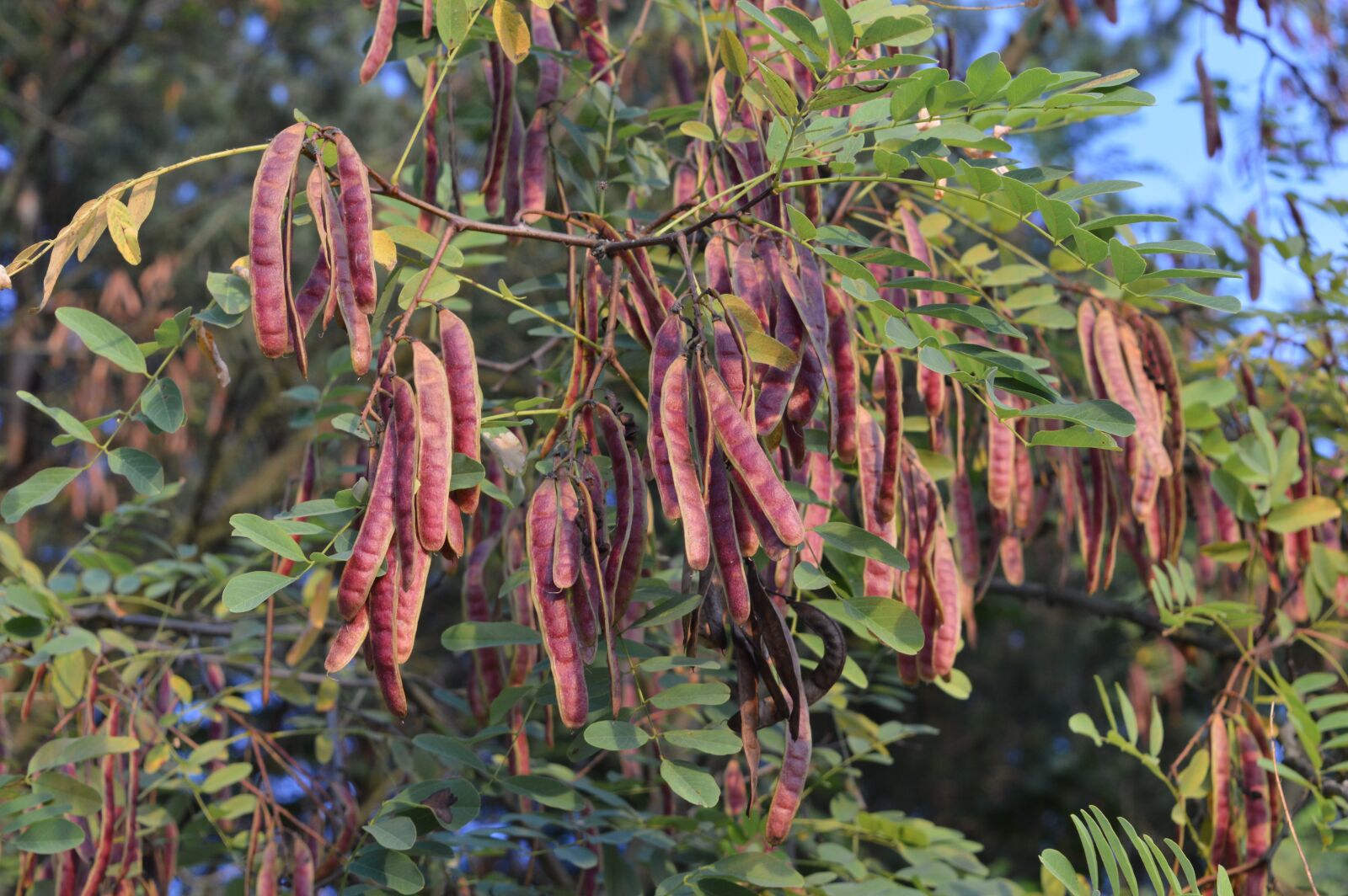 Nikon D3200 sample photo. Acacia, fruit, the buds photography