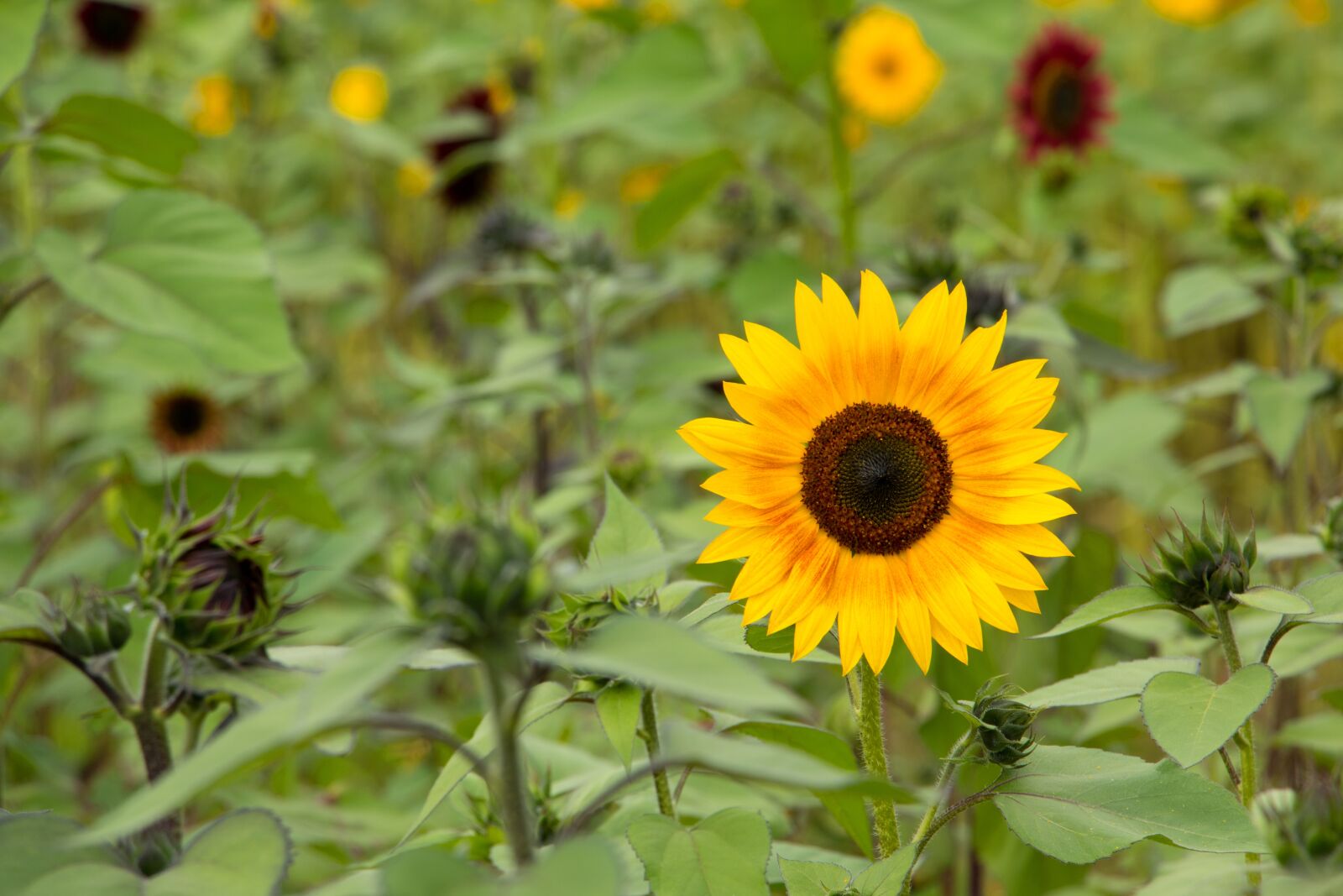 Canon EOS 70D sample photo. Sunflower, yellow, flower photography