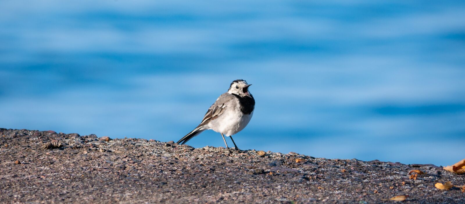 Panasonic Lumix DMC-G85 (Lumix DMC-G80) sample photo. Wagtail, bird, animals photography