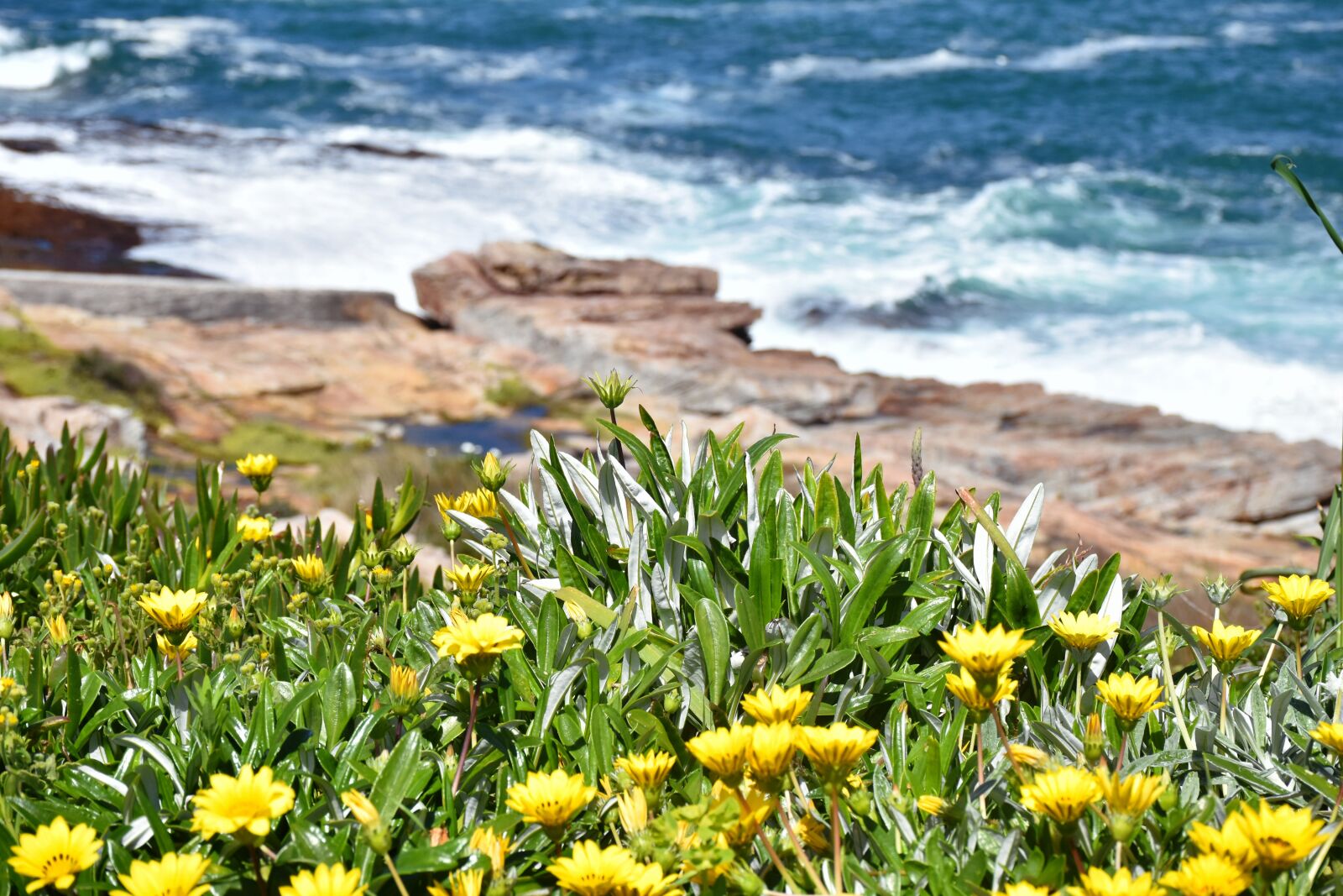 Nikon D5500 sample photo. Spring, daisies, nature photography