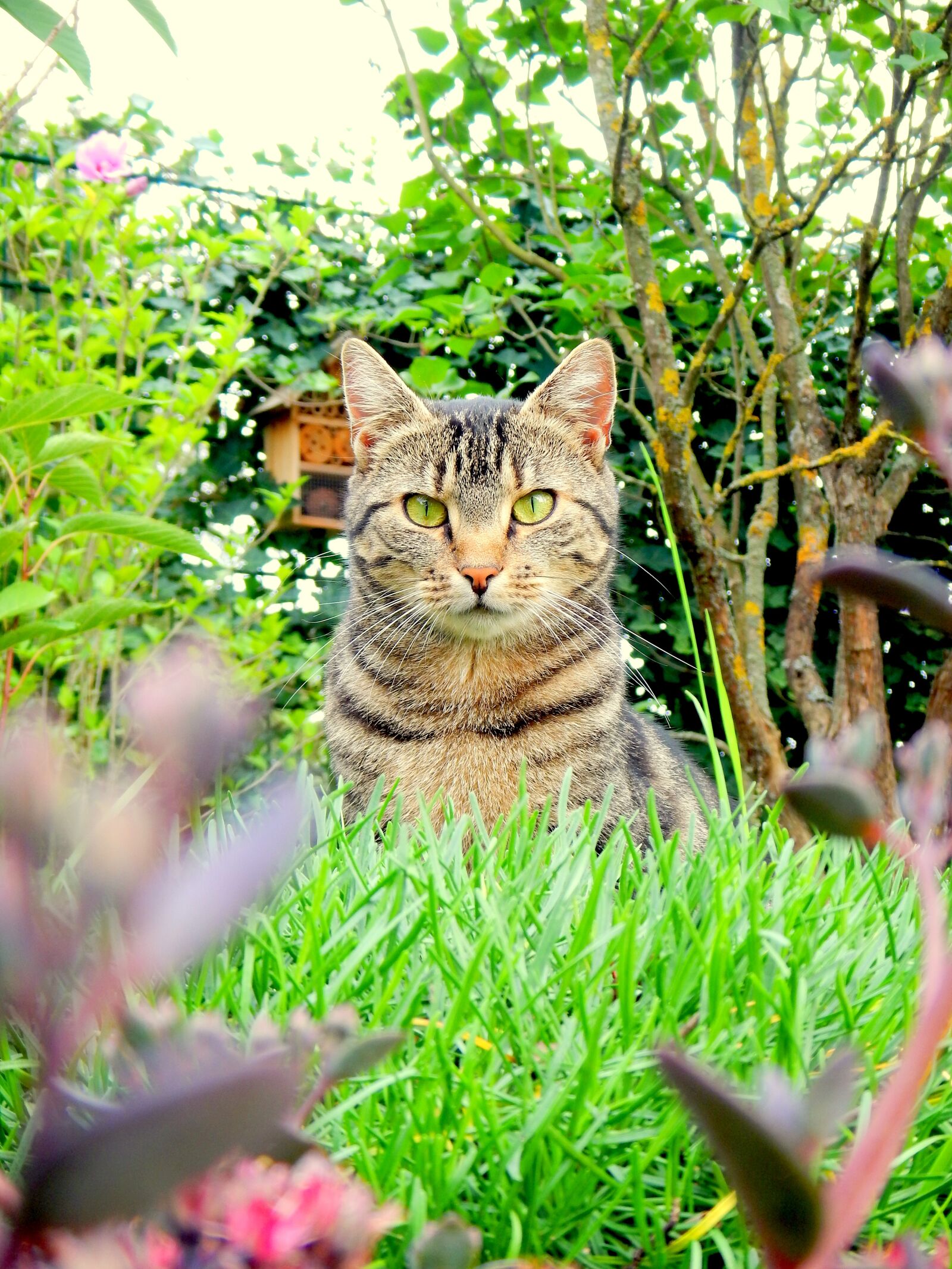 Nikon Coolpix AW110 sample photo. Cat, garden, pet photography