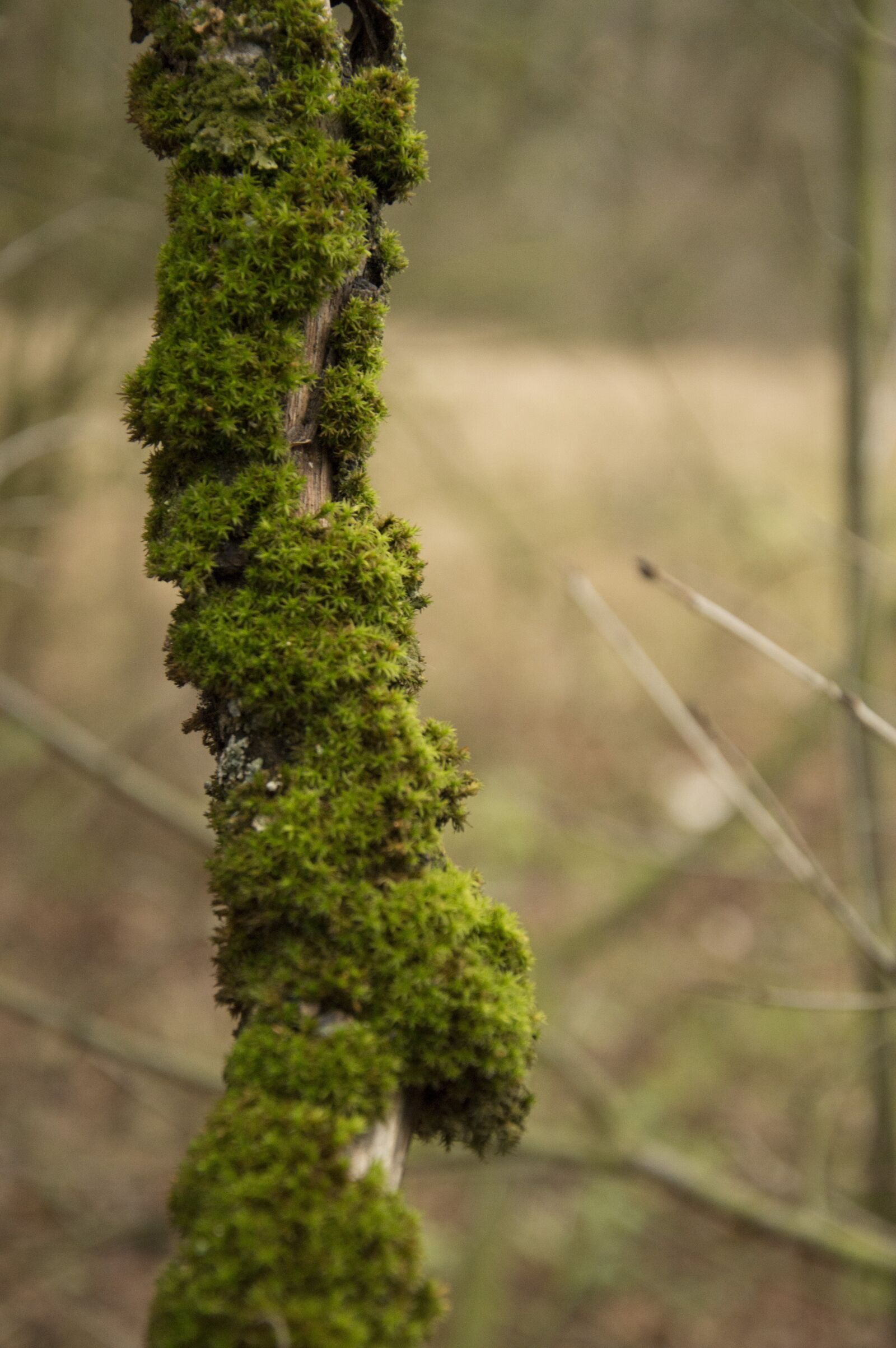 Nikon D3200 sample photo. Moss, forest, tree photography