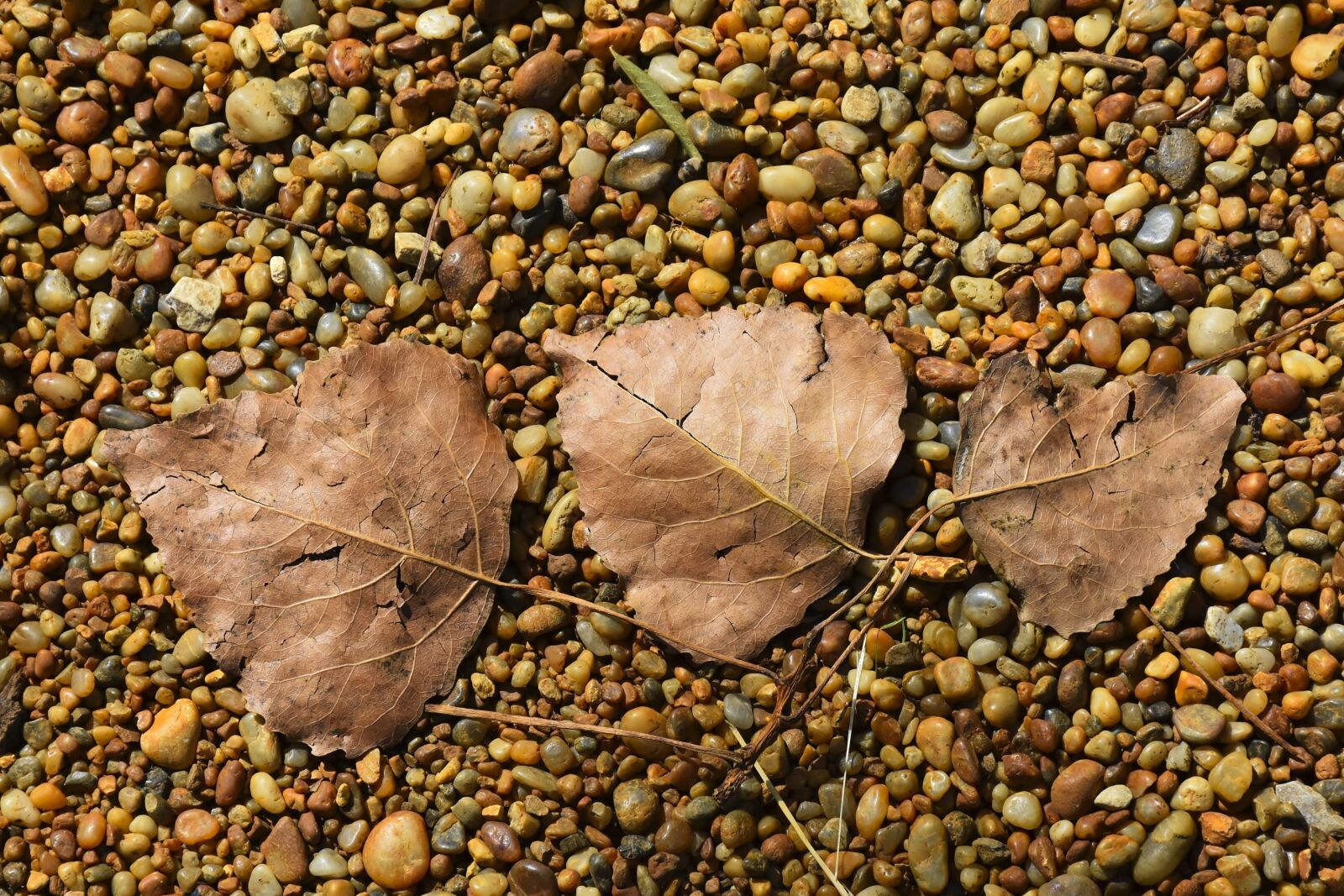 Nikon D7200 sample photo. Background, leaves, stones photography