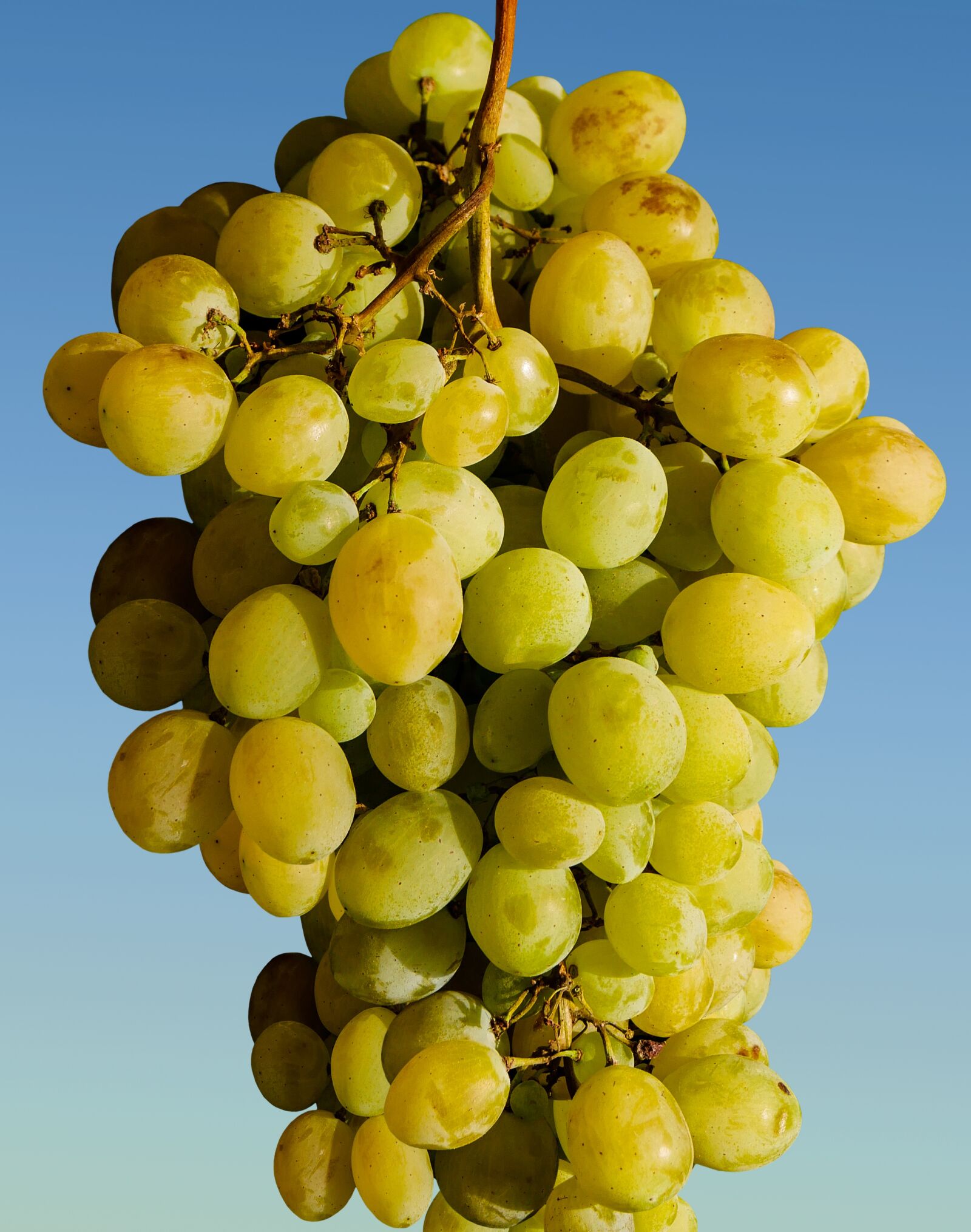 Panasonic DMC-G70 sample photo. Grapes, fruit, winegrowing photography