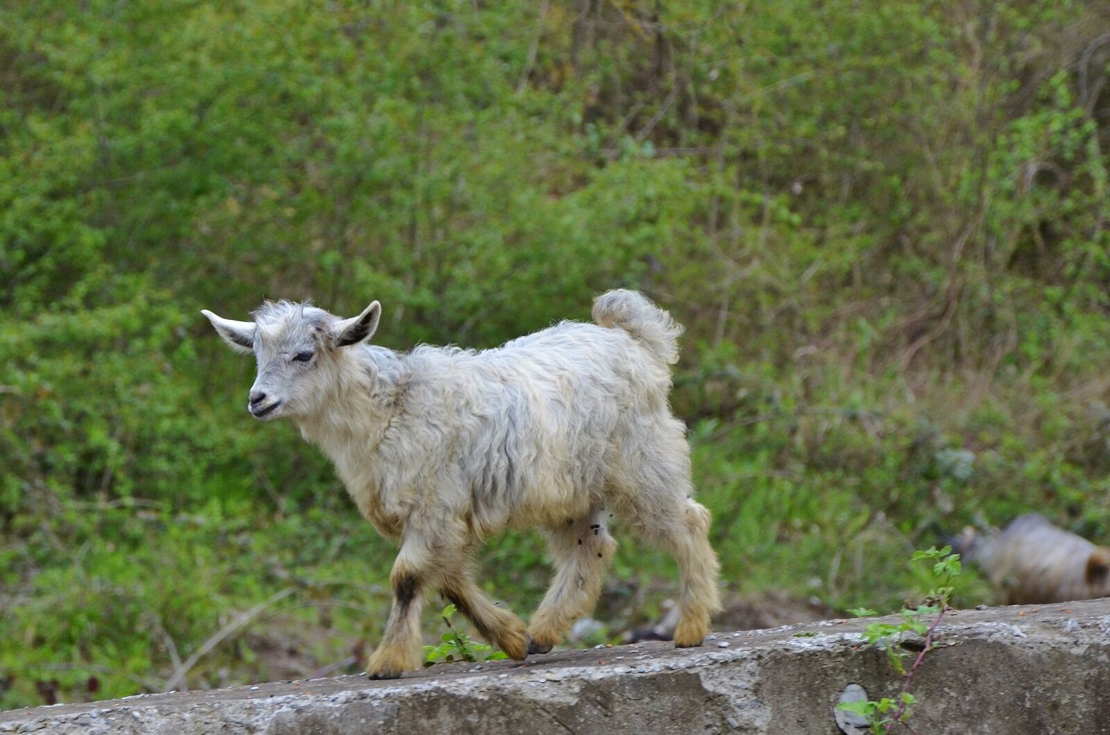 Nikon D7000 sample photo. Goat, goats, animal photography