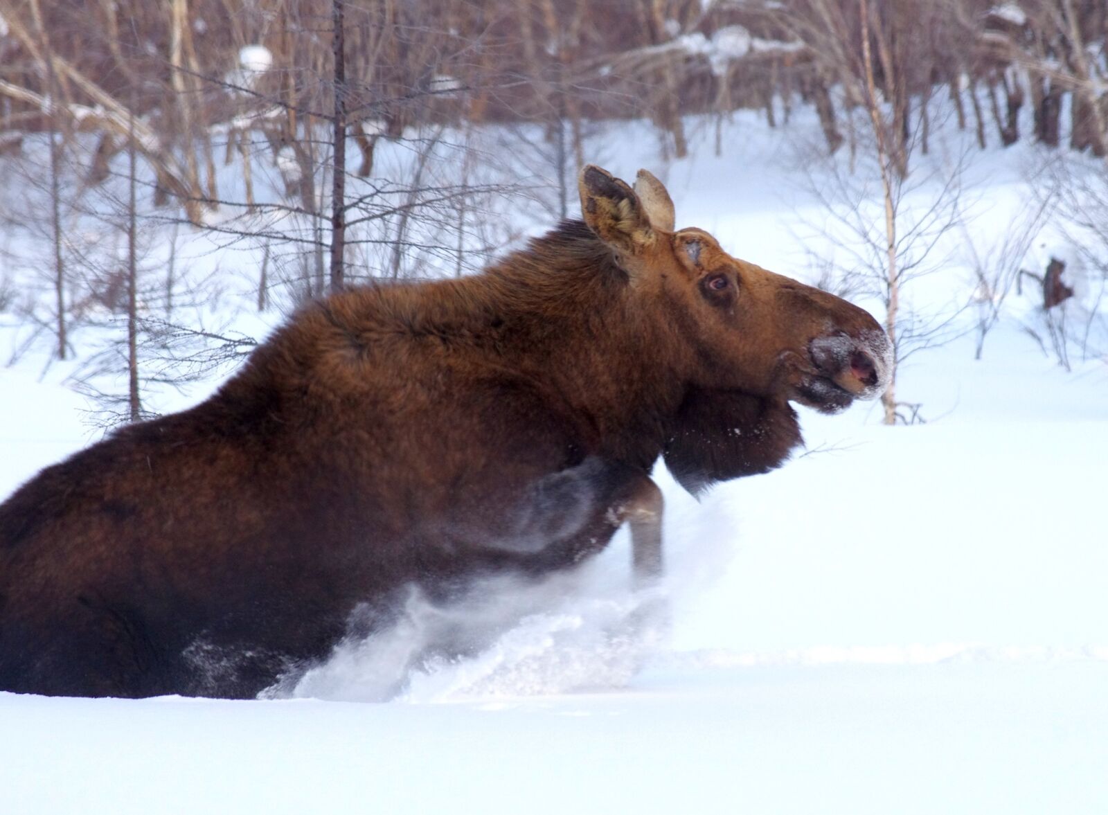Pentax K-5 sample photo. Elk, wild animal, beast photography