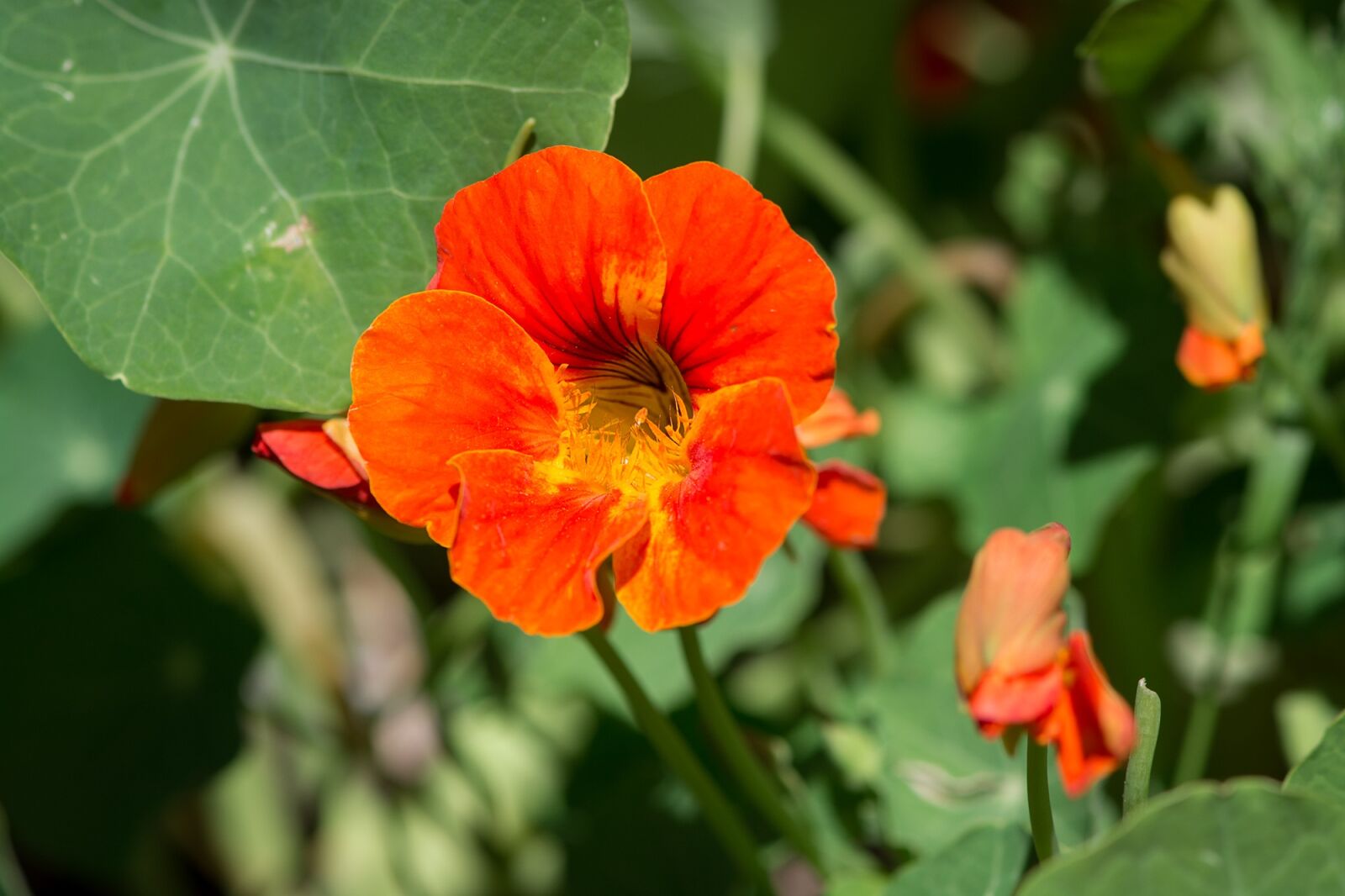 Nikon D7100 sample photo. Cress, tropaeolum, nasturtium photography