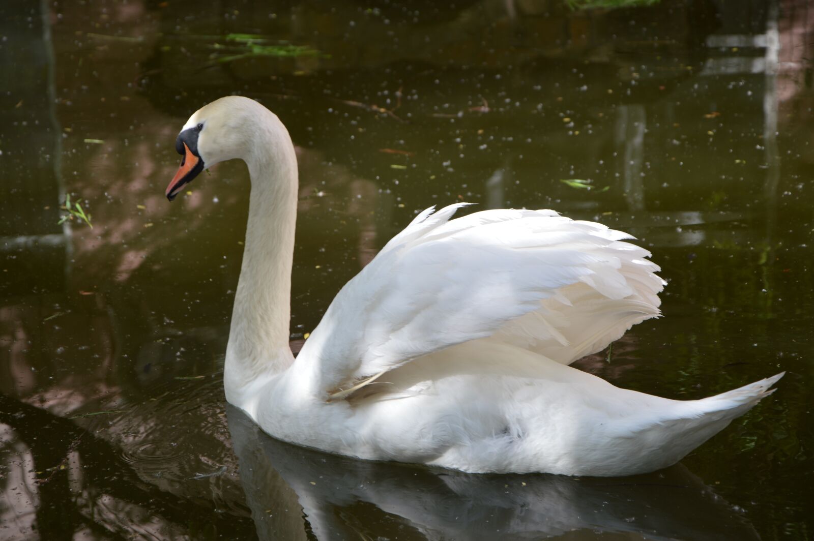 Nikon D3200 sample photo. Swan, bird, grace photography