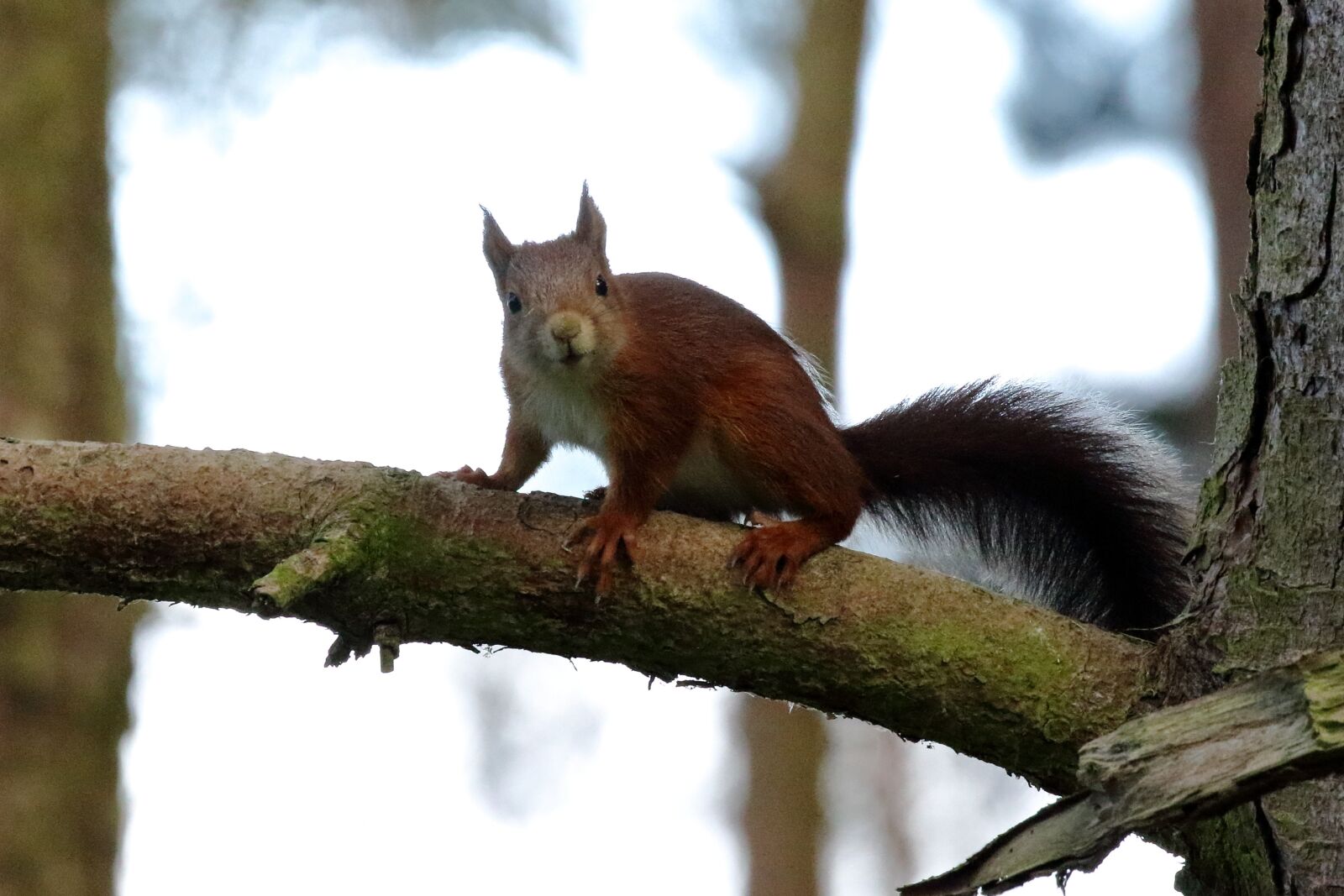 Canon EOS 7D Mark II sample photo. Red squirrel, formby, wildlife photography