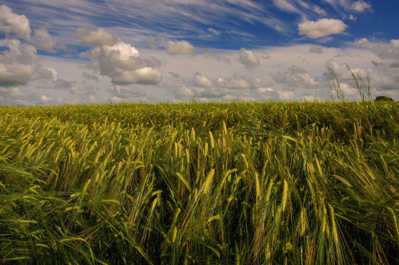 Nikon D90 sample photo. Fields of gold, barley photography