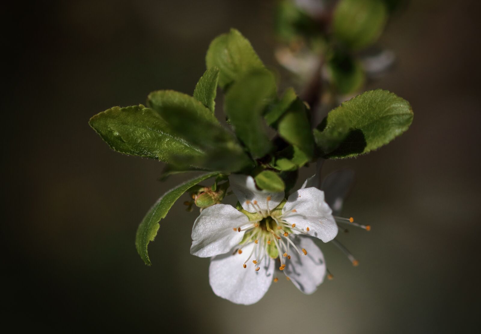 Canon EOS 80D sample photo. Blossom, spring, tree photography
