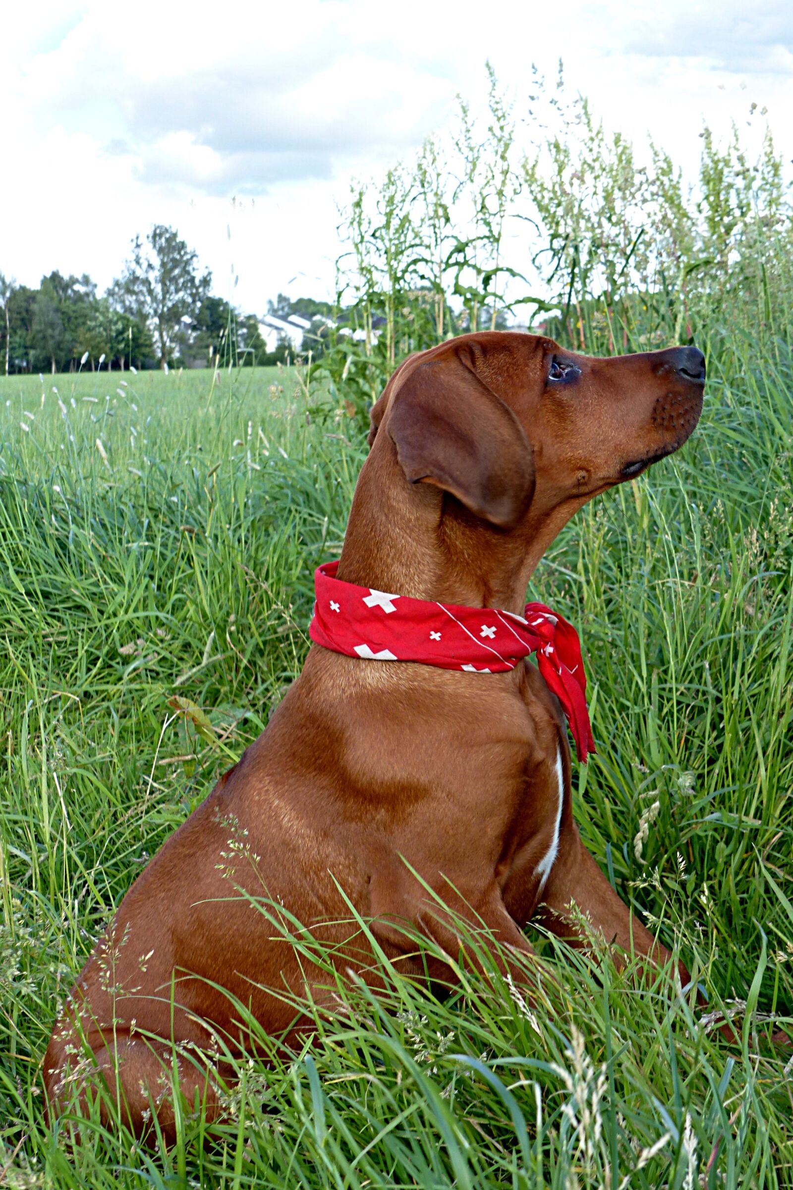 Panasonic Lumix DMC-FZ200 sample photo. Animal, dog, hunting dog photography