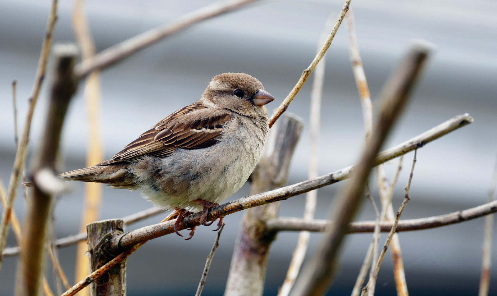 Panasonic Lumix DMC-FZ1000 sample photo. Bird, sparrow, beak photography