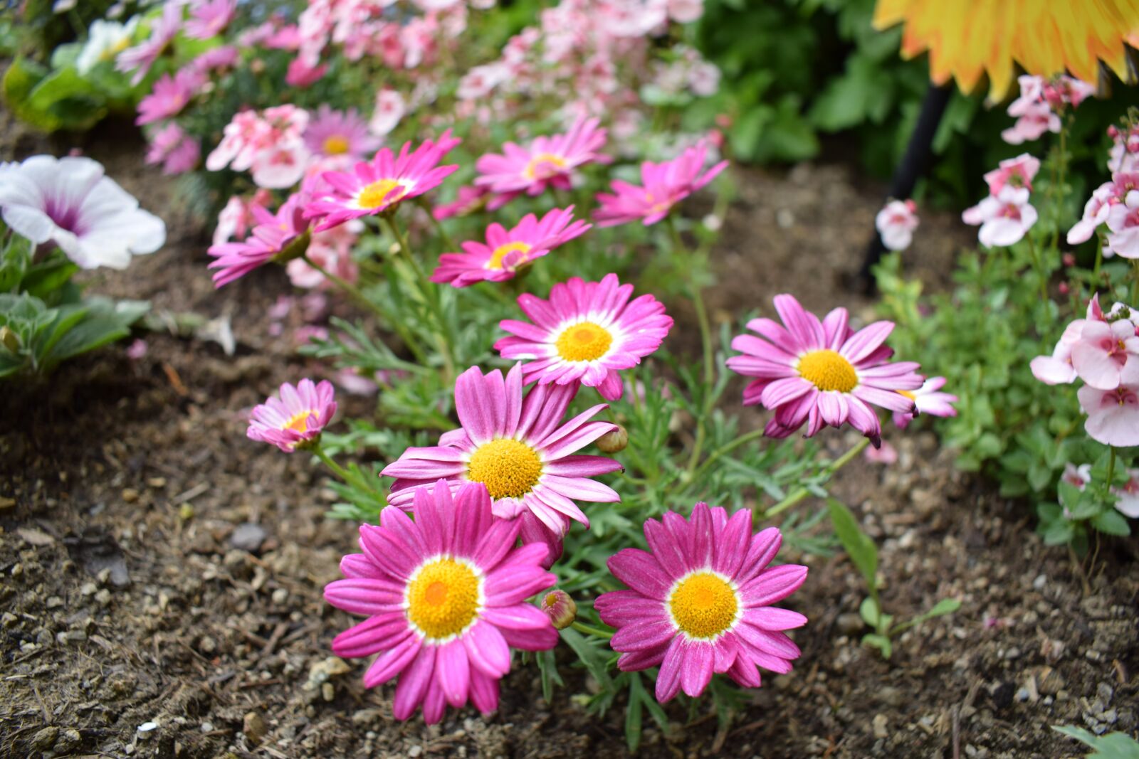 Nikon D3300 sample photo. Flowers, flower bed, garden photography