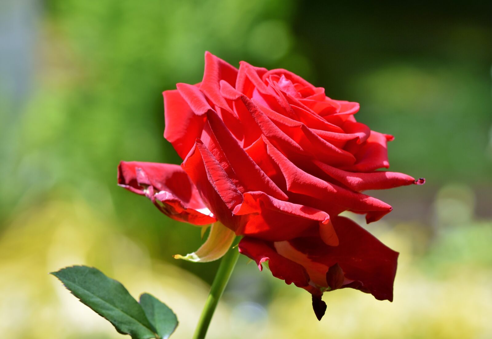 Nikon D7200 sample photo. Rose, red rose, blossom photography