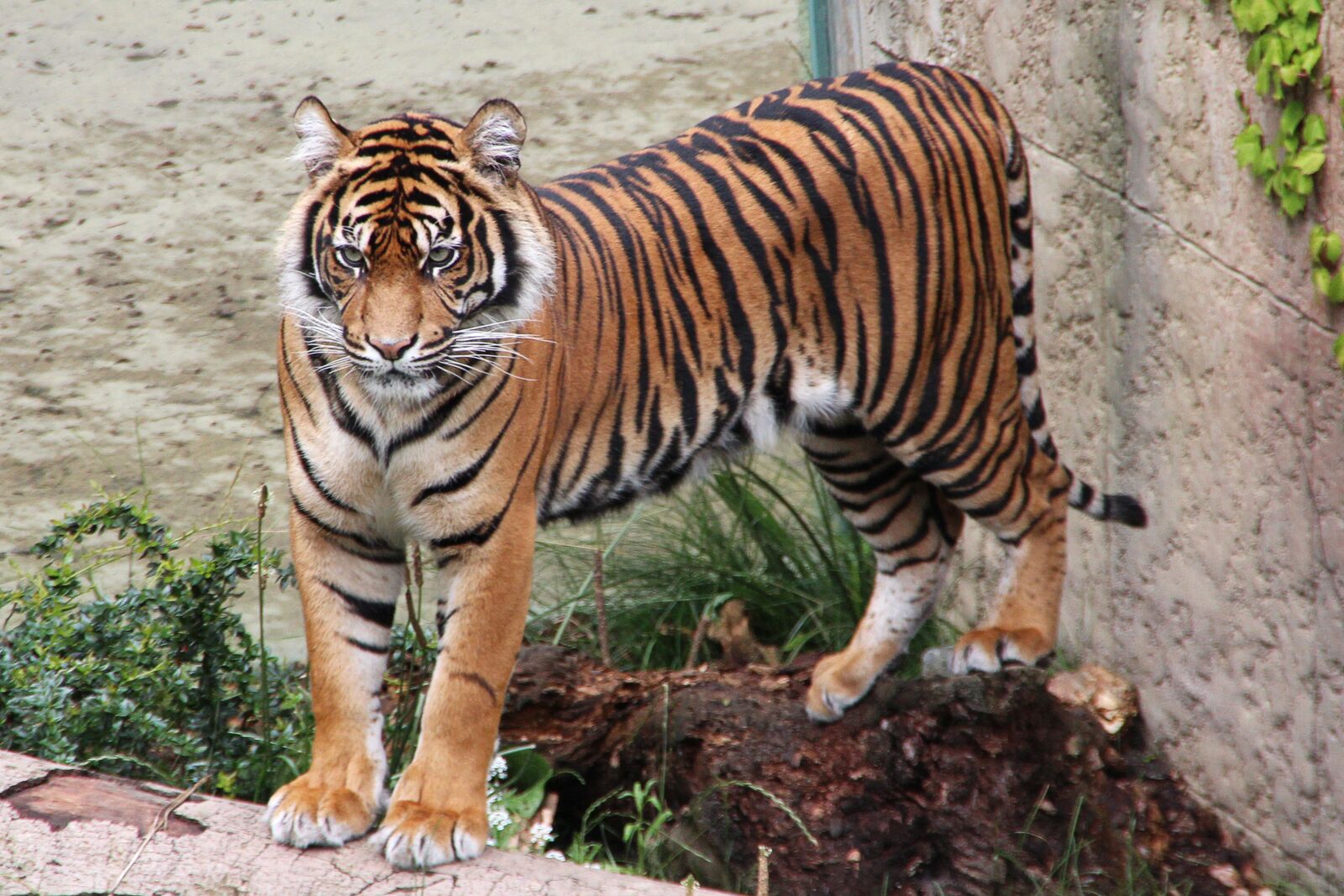 Canon EOS 600D (Rebel EOS T3i / EOS Kiss X5) sample photo. Tiger, zoo, predator photography
