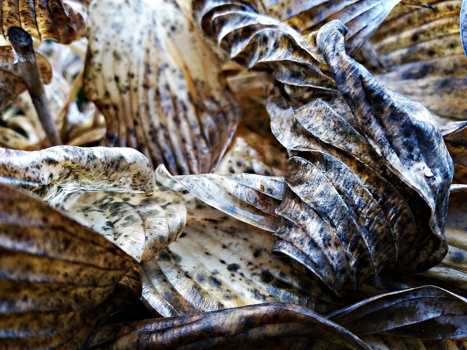 Samsung Galaxy J5 sample photo. Foliage, dry leaves, texture photography