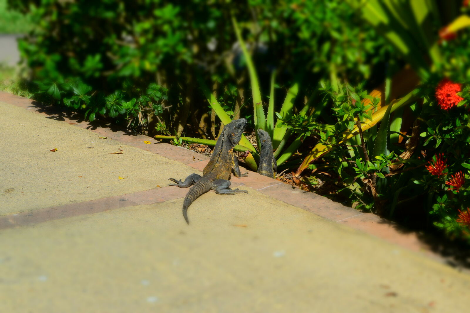 Nikon D3300 sample photo. Colorful, lizard photography
