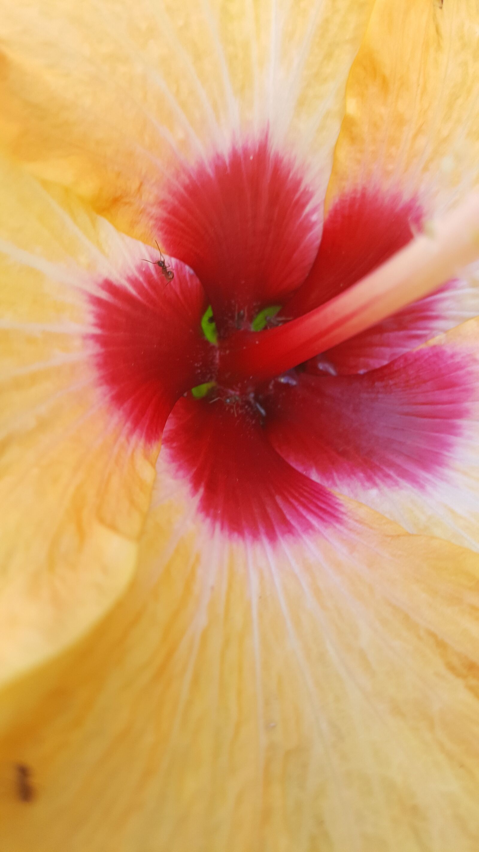 Samsung GALAXY S6 edge sample photo. Flower, macro, hibiscus photography