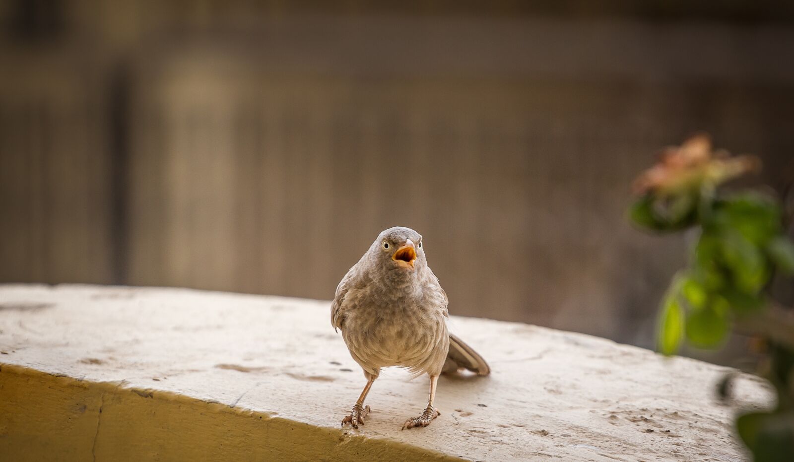 Canon EOS 700D (EOS Rebel T5i / EOS Kiss X7i) + Canon EF 70-200mm F4L USM sample photo. Eyes, animal, blue photography