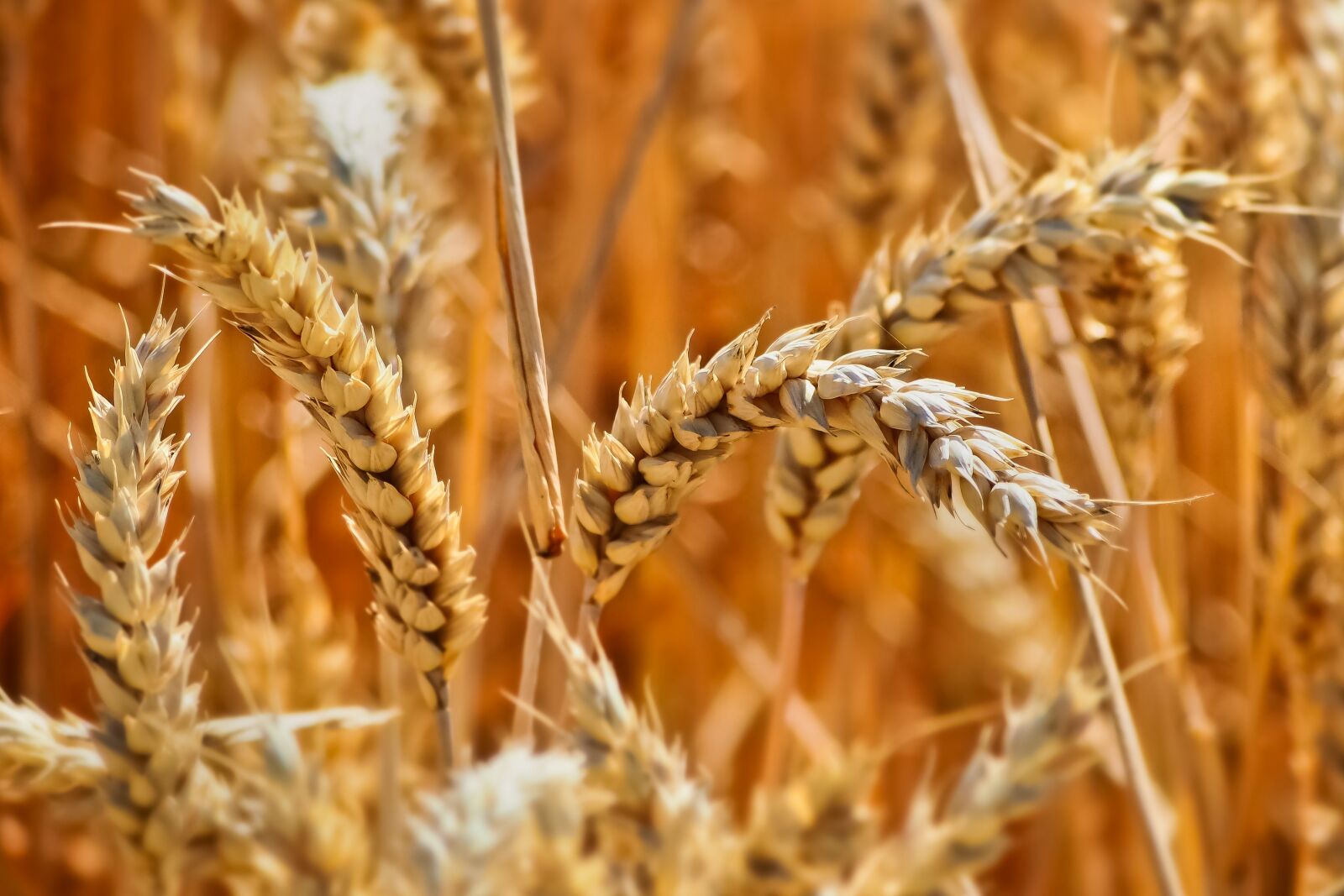 Olympus OM-D E-M10 sample photo. Field, wheat, summer photography