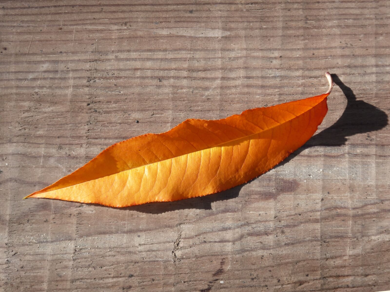 Panasonic DMC-FZ62 sample photo. Leaf, yellow sheet, red photography