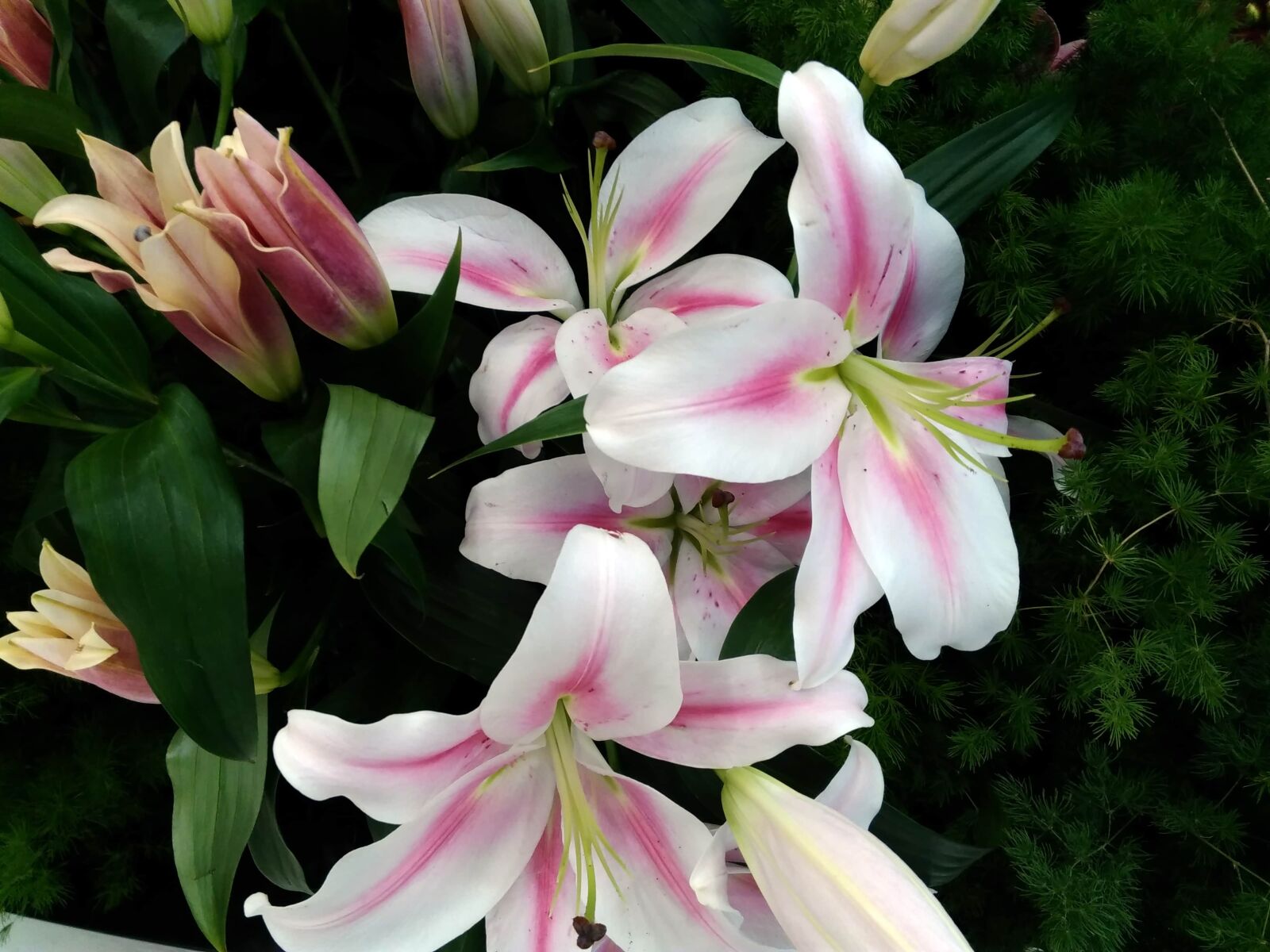 Lenovo S60-A sample photo. Amaryllis, lily, plant, pink photography