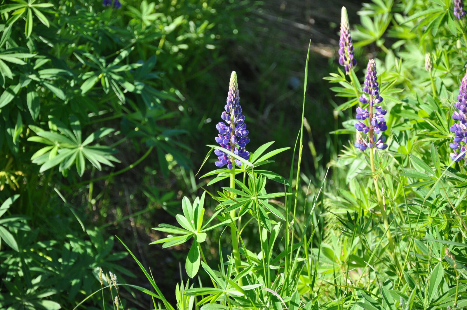 Nikon D90 sample photo. Lupins, purple, flower photography