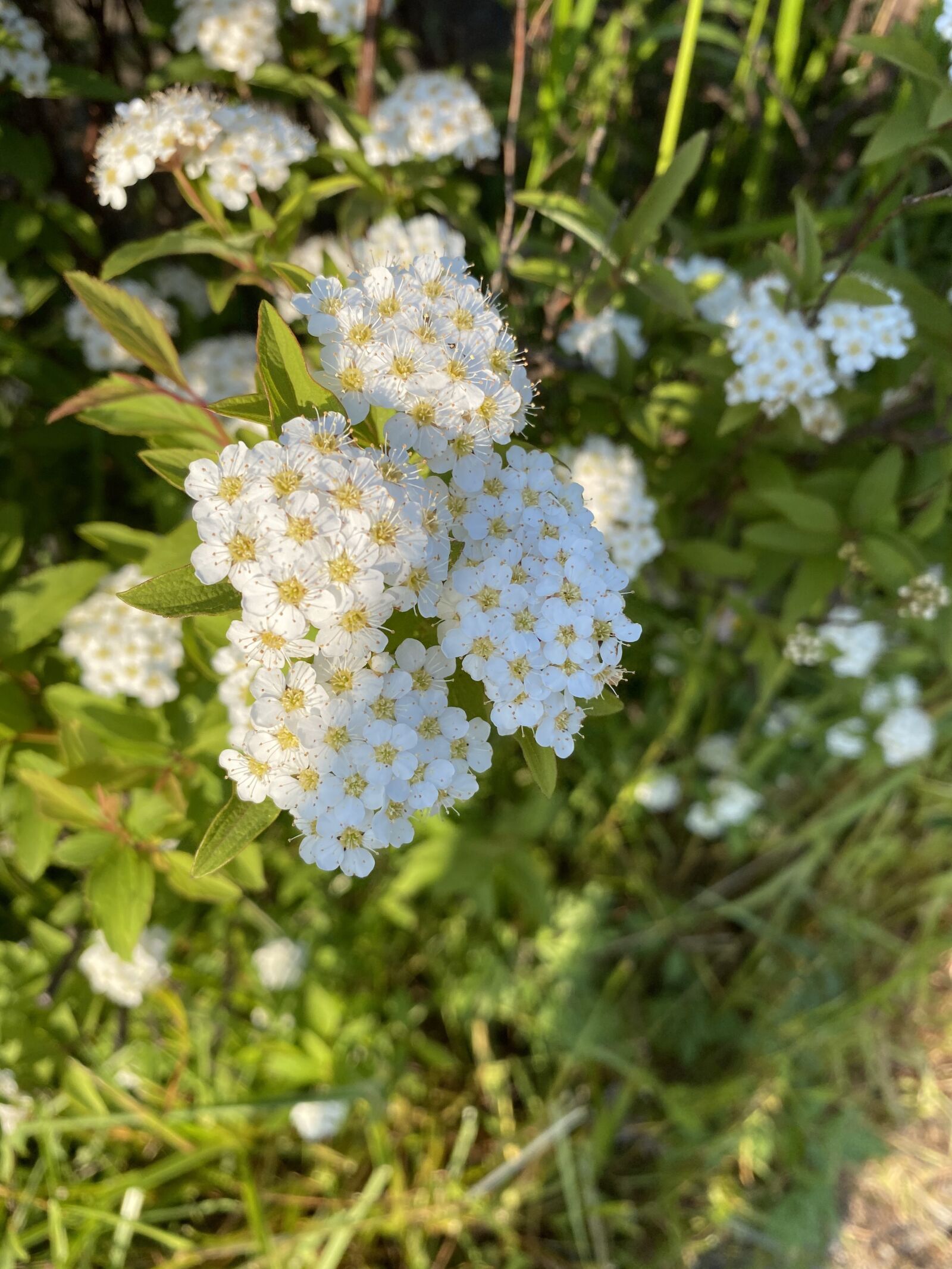 Apple iPhone 11 sample photo. White, flower, pure photography