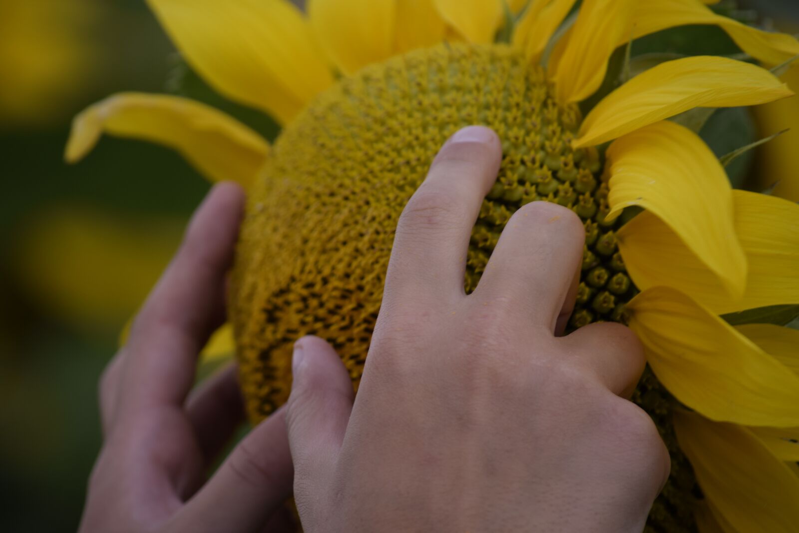 Nikon D5300 sample photo. Sunflower, hands, flower photography