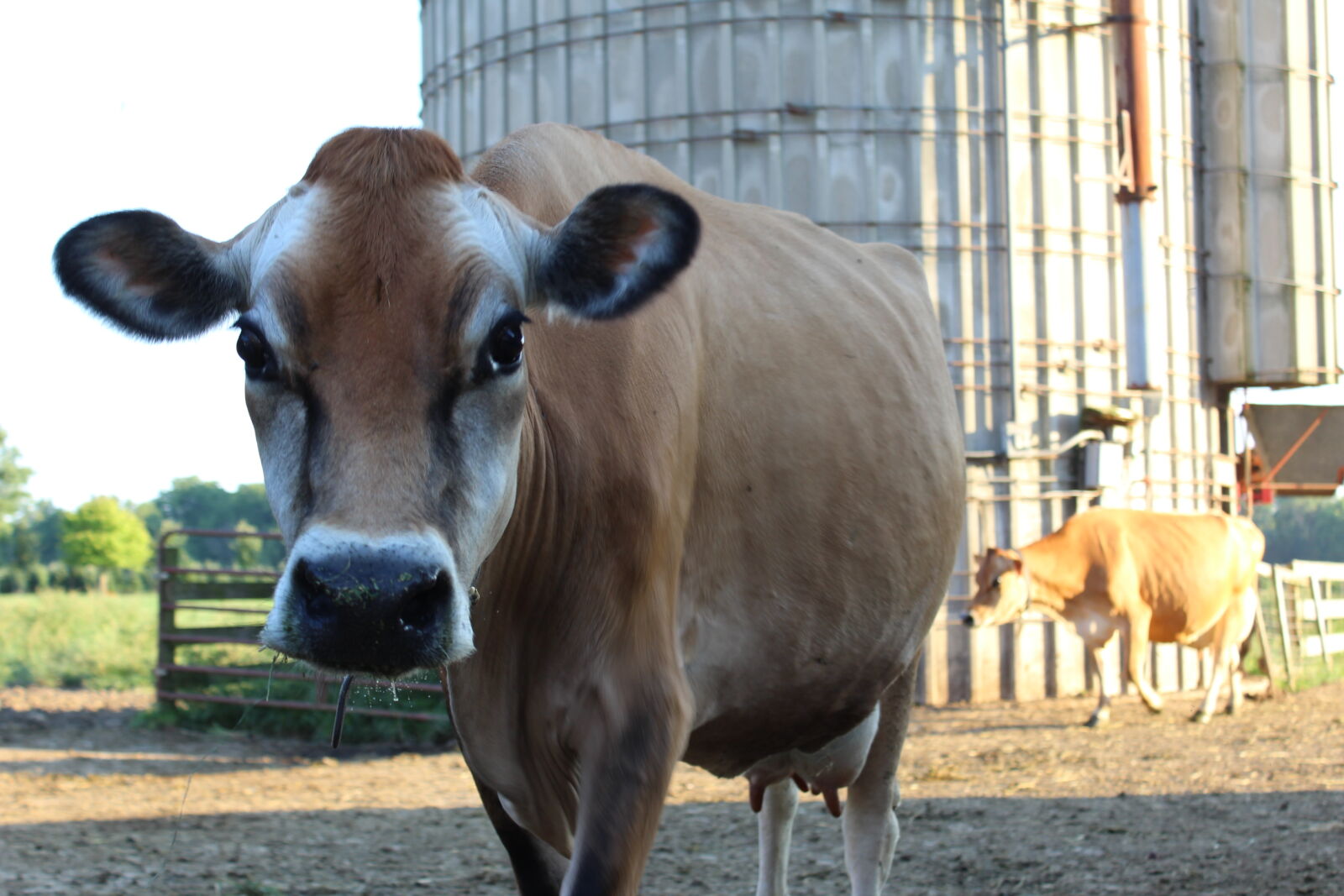 Canon EOS 1200D (EOS Rebel T5 / EOS Kiss X70 / EOS Hi) sample photo. Cow, farm photography