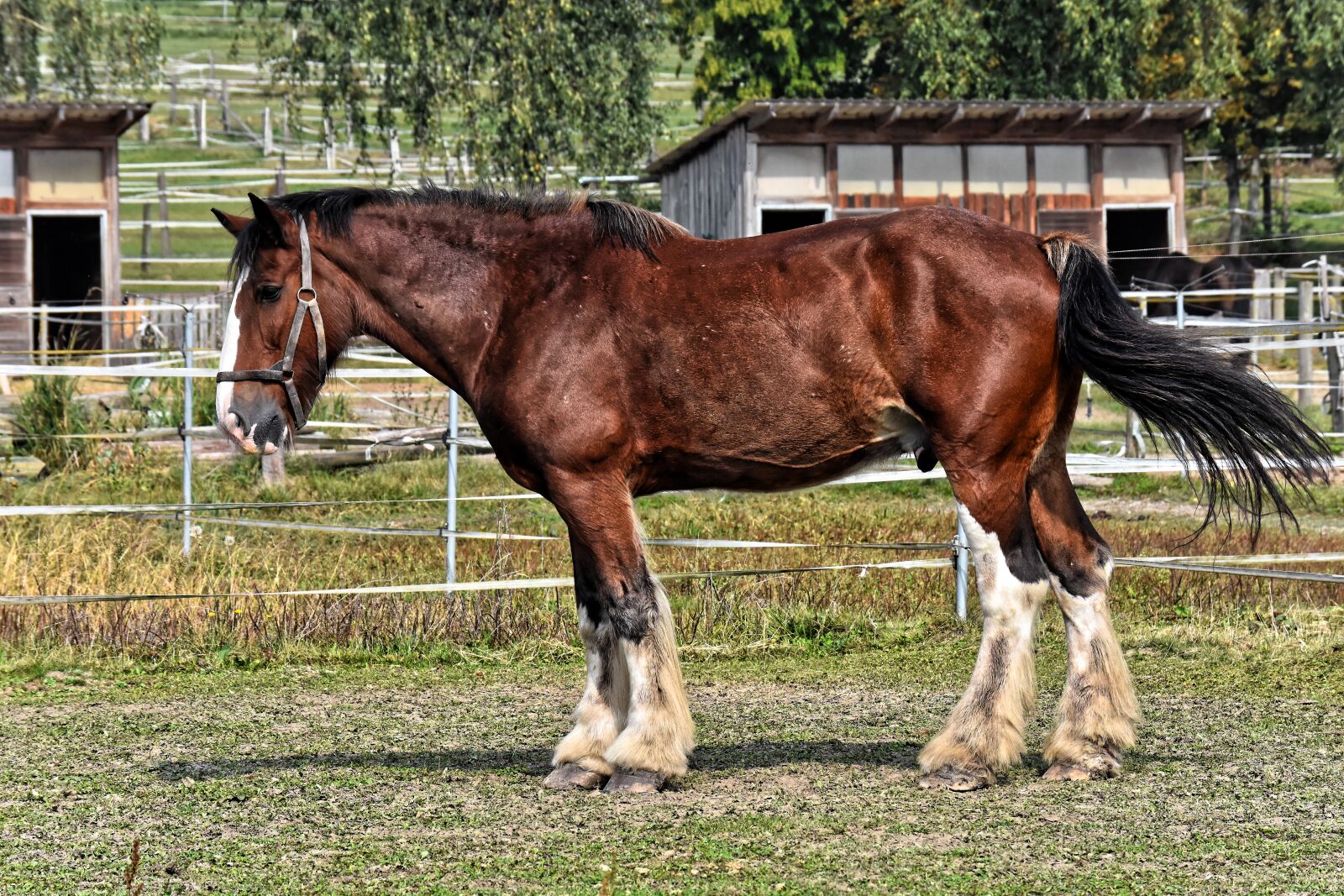 Nikon D7200 sample photo. Shire horse, horse, coupling photography