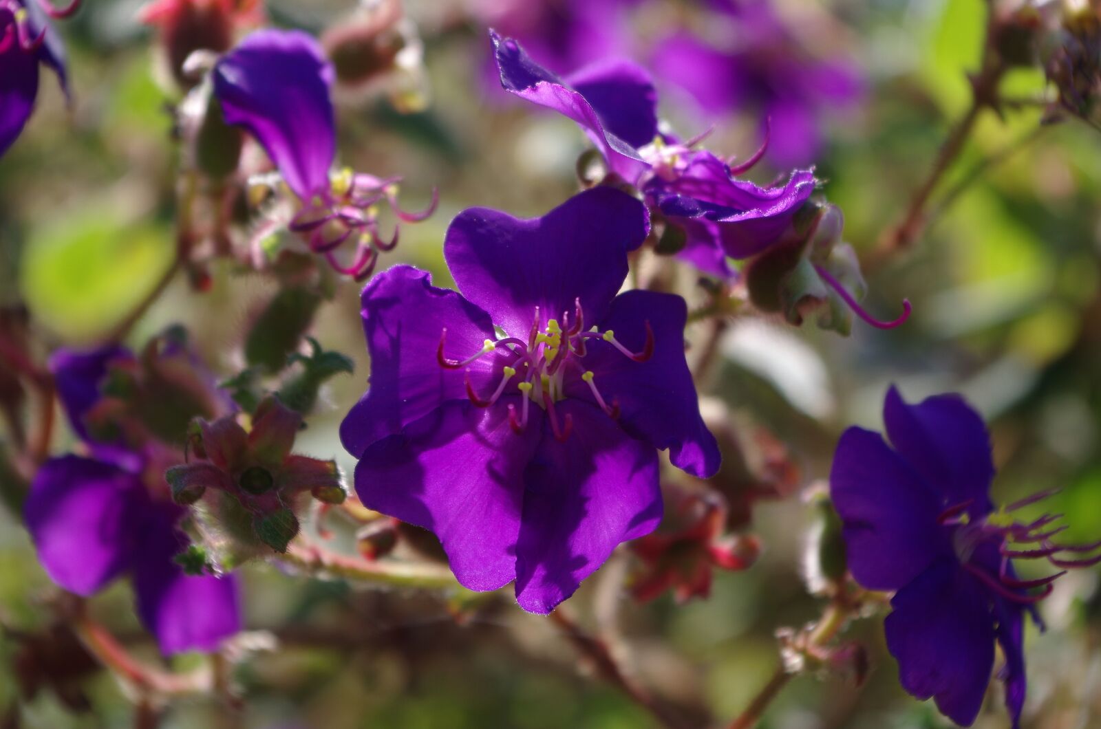 Pentax K-50 sample photo. Flower, blossom, bloom photography