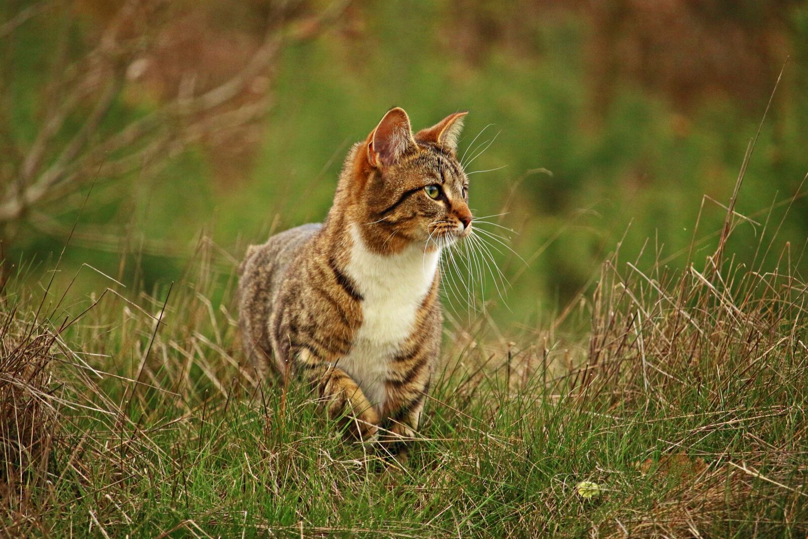 Canon EOS 100D (EOS Rebel SL1 / EOS Kiss X7) sample photo. Cat, mieze, kitten photography