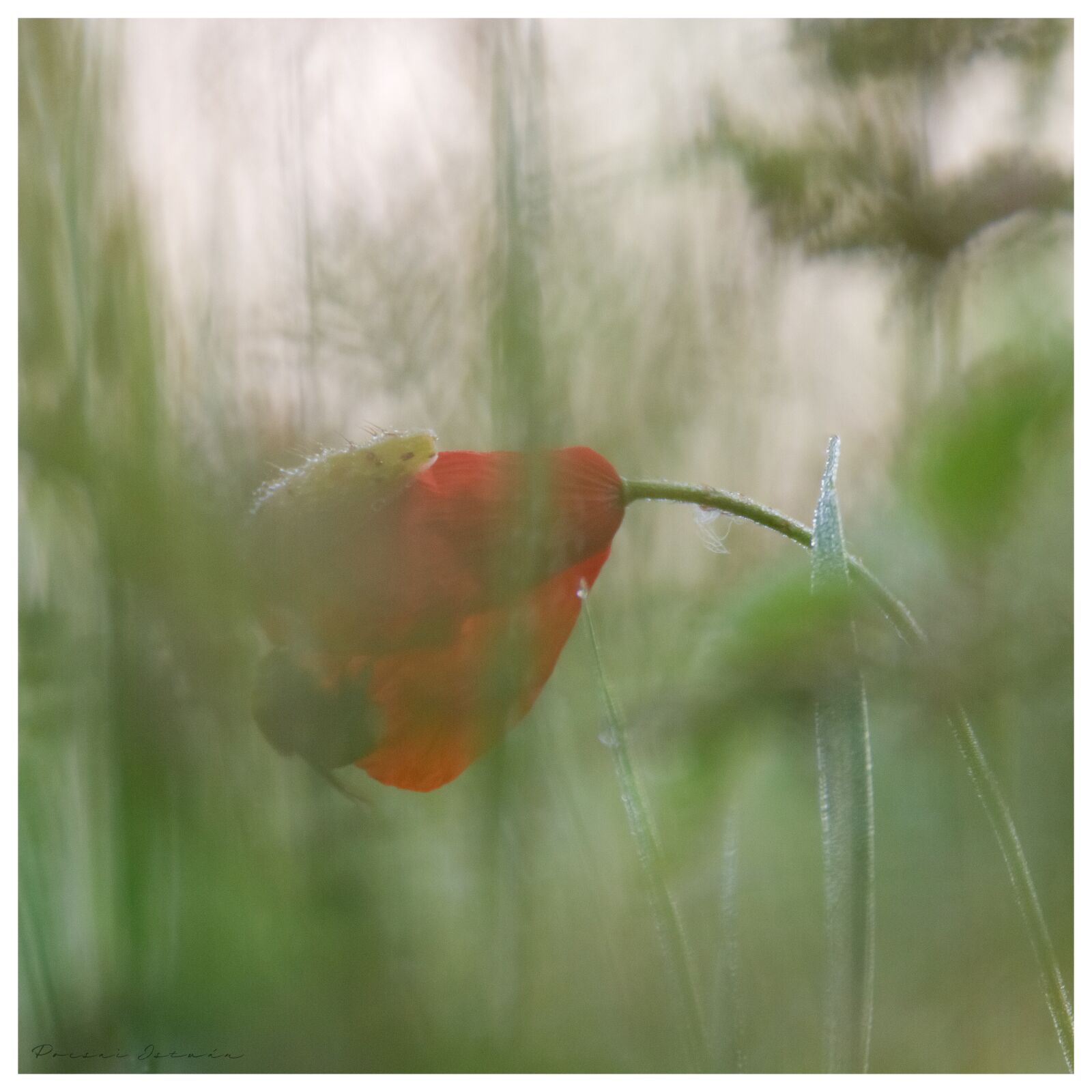 Canon EOS 7D sample photo. Flower, green, summer photography