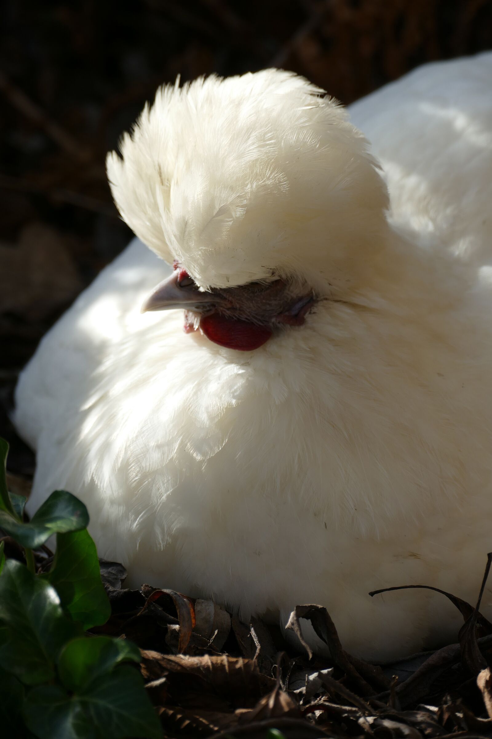 Panasonic Lumix DMC-FZ1000 sample photo. Chicken, them, hoen photography