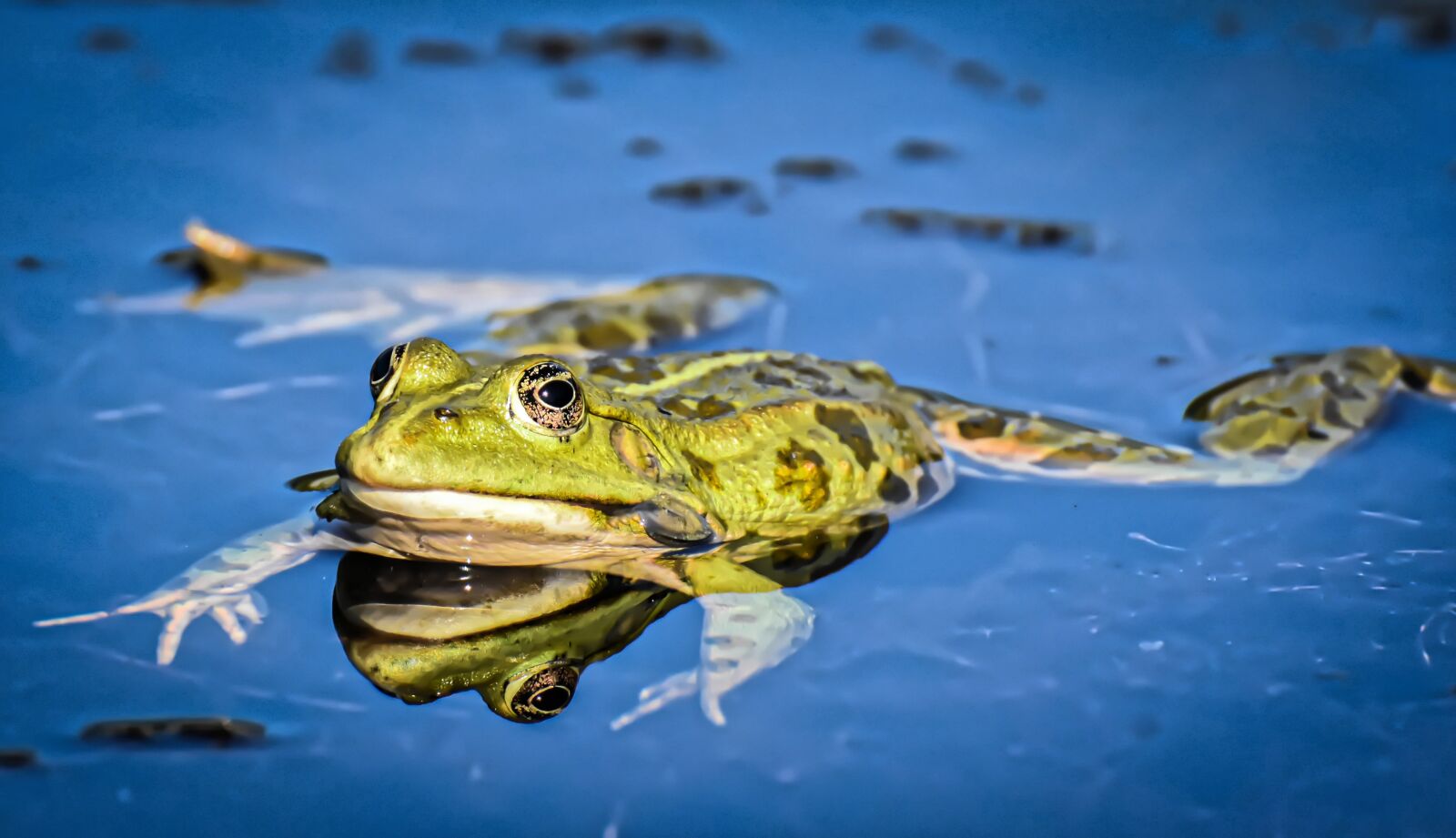 Nikon D7200 sample photo. Frog, pond, animal photography