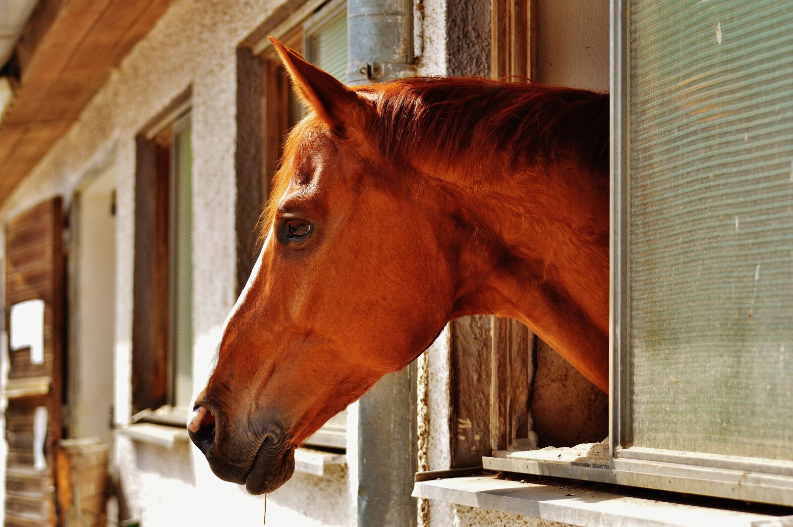 Nikon D3200 sample photo. Horse, stall, window photography