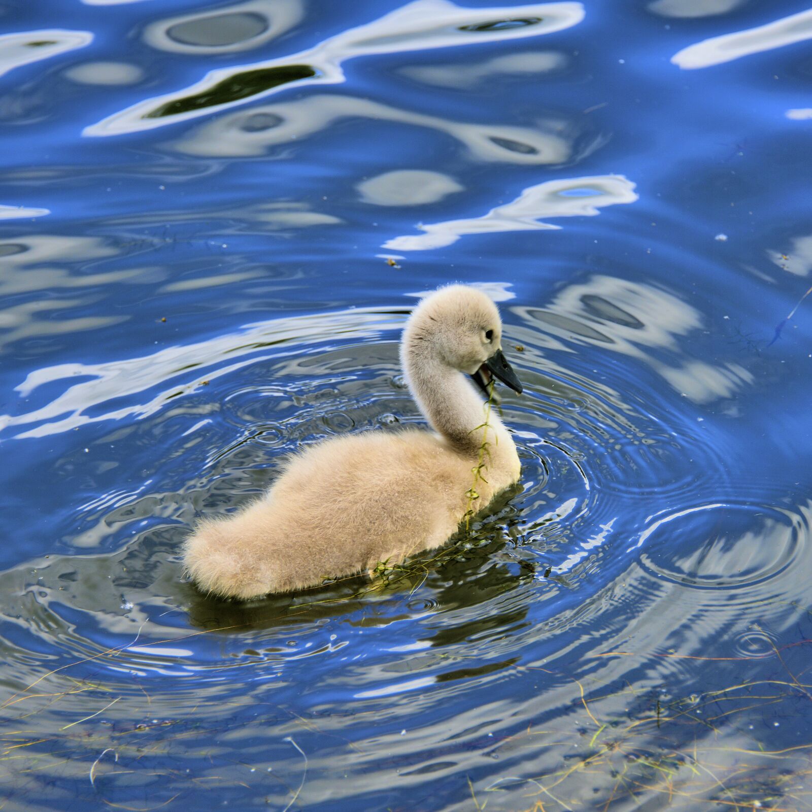 Nikon D850 sample photo. Cygnet, swan, animal photography