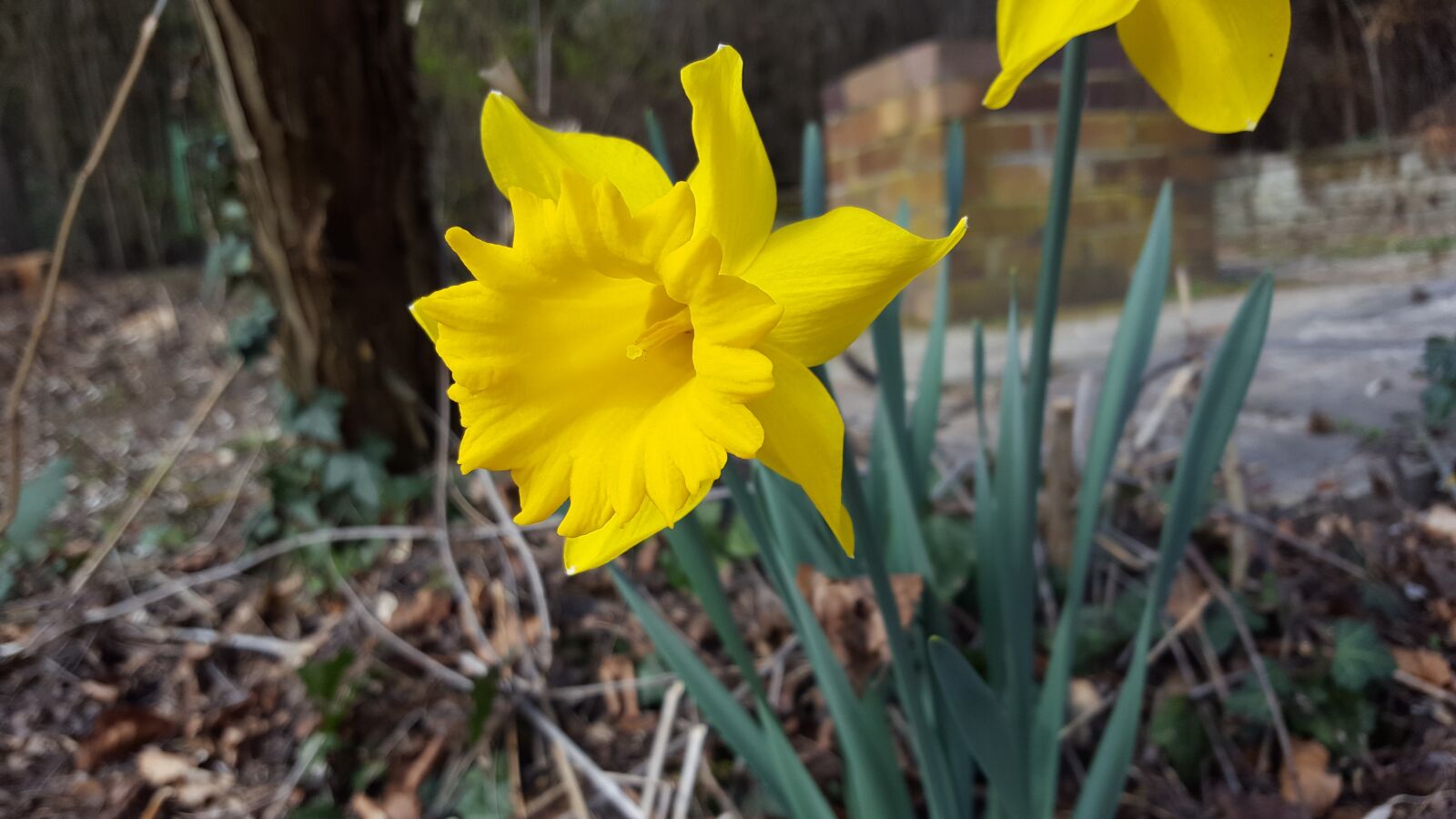 Samsung GALAXY S6 edge sample photo. Narcissus, daffodil, yellow photography