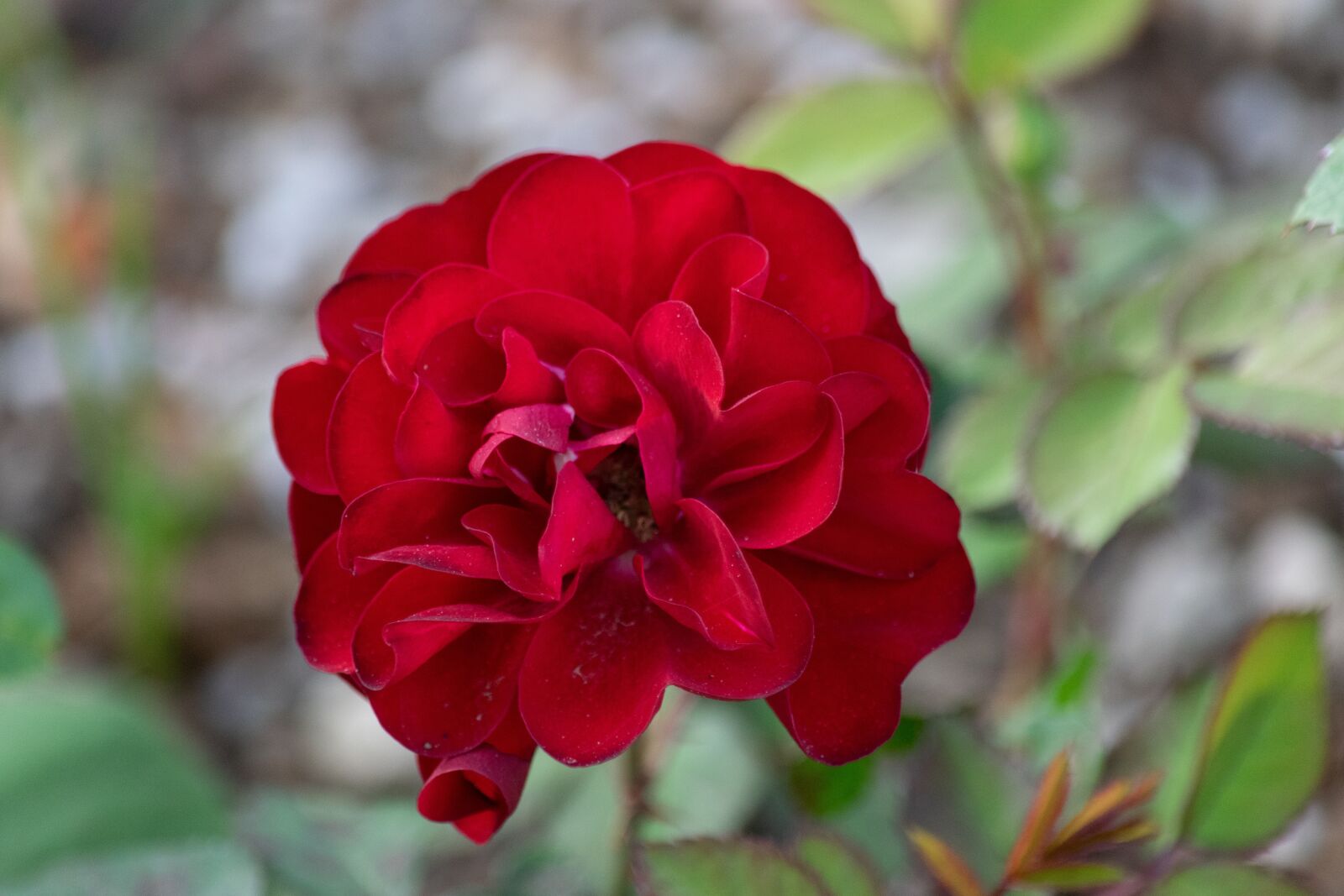 Nikon D3300 sample photo. Flower, red flower, blossom photography
