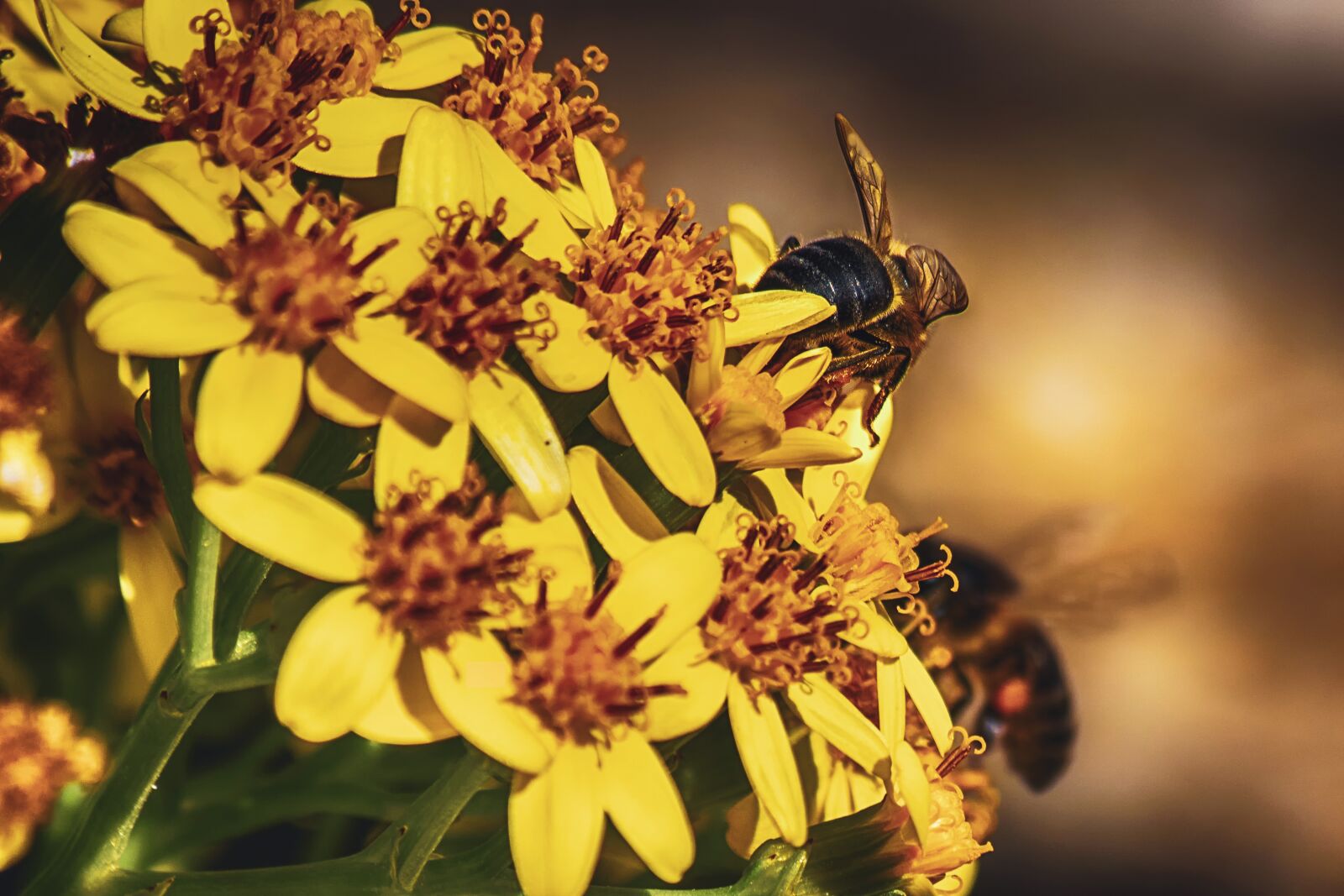 Nikon D3300 sample photo. Bees, flowers, polinizacion photography