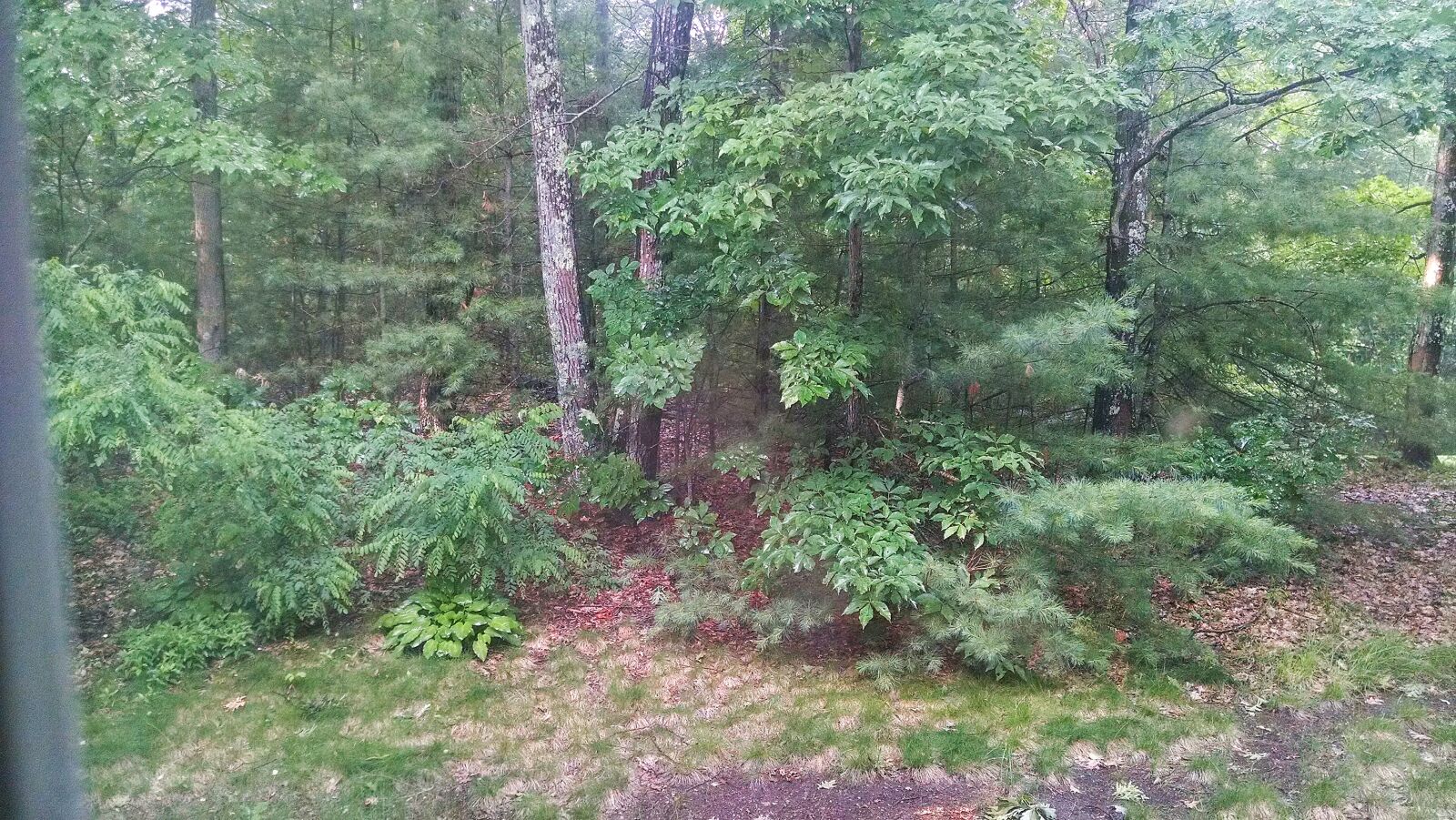 QCOM-AA QCAM-AA sample photo. Rain, shower, summer, sun photography