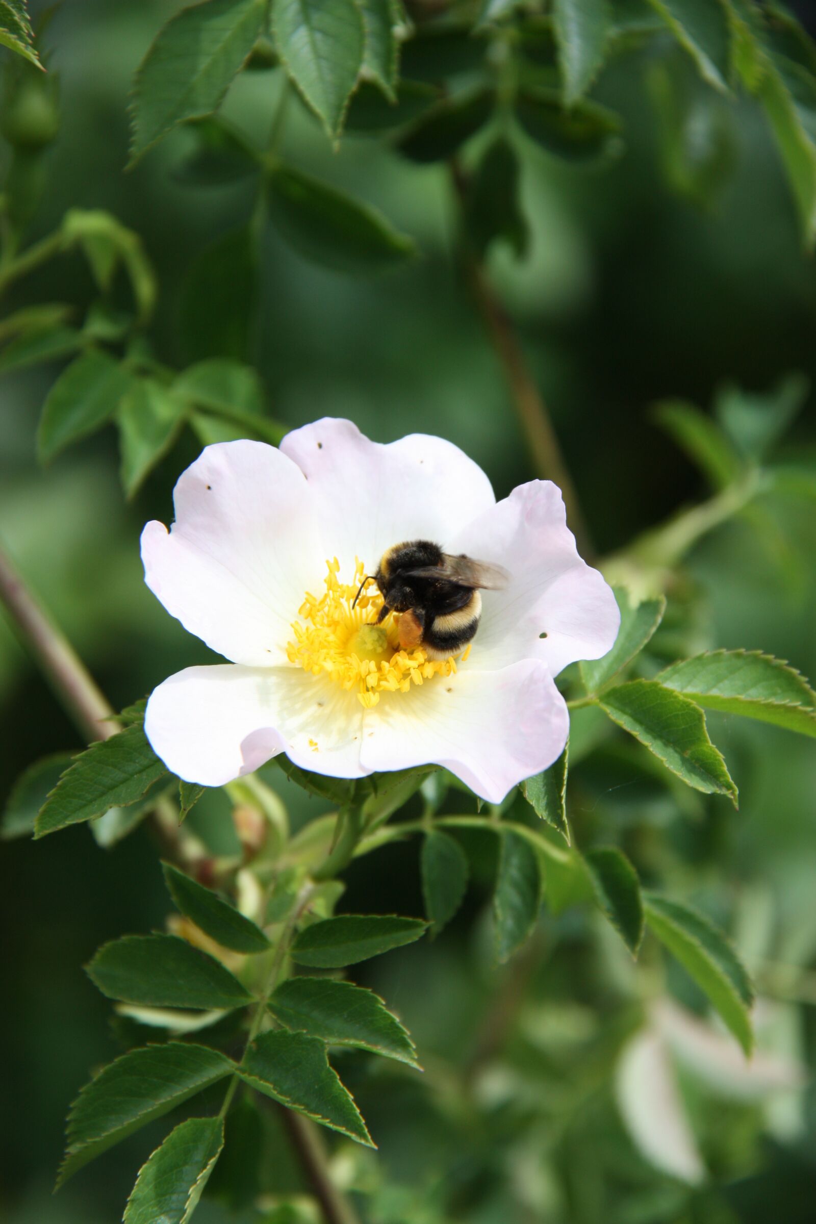 Canon EOS 450D (EOS Rebel XSi / EOS Kiss X2) sample photo. Hummel, fictional, insect photography