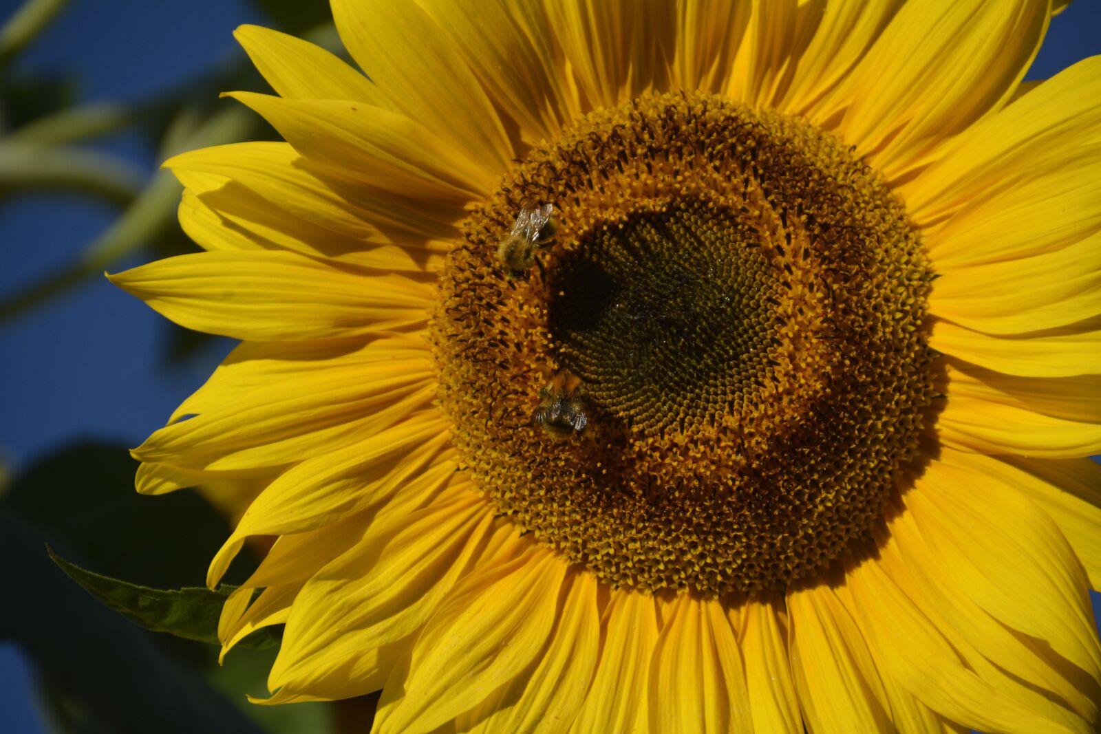 Nikon D7100 sample photo. Insect garden, summer, nature photography