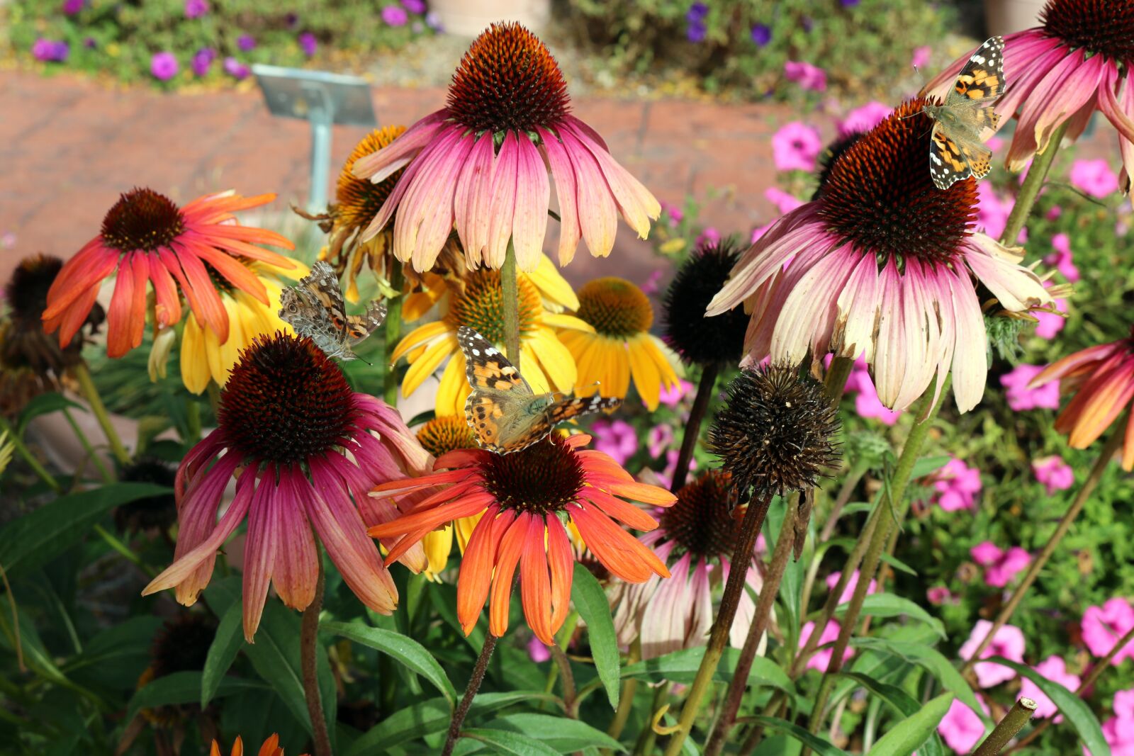 Canon EOS 750D (EOS Rebel T6i / EOS Kiss X8i) sample photo. Butterflies, flowers, butterfly photography