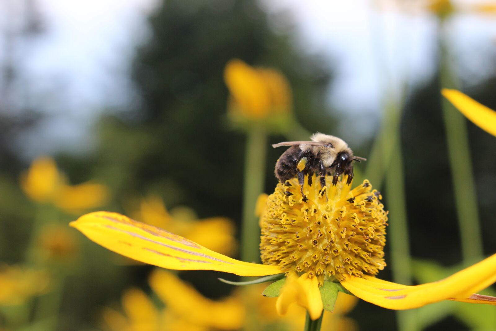 Canon EOS 100D (EOS Rebel SL1 / EOS Kiss X7) sample photo. Flower, bee, insect photography